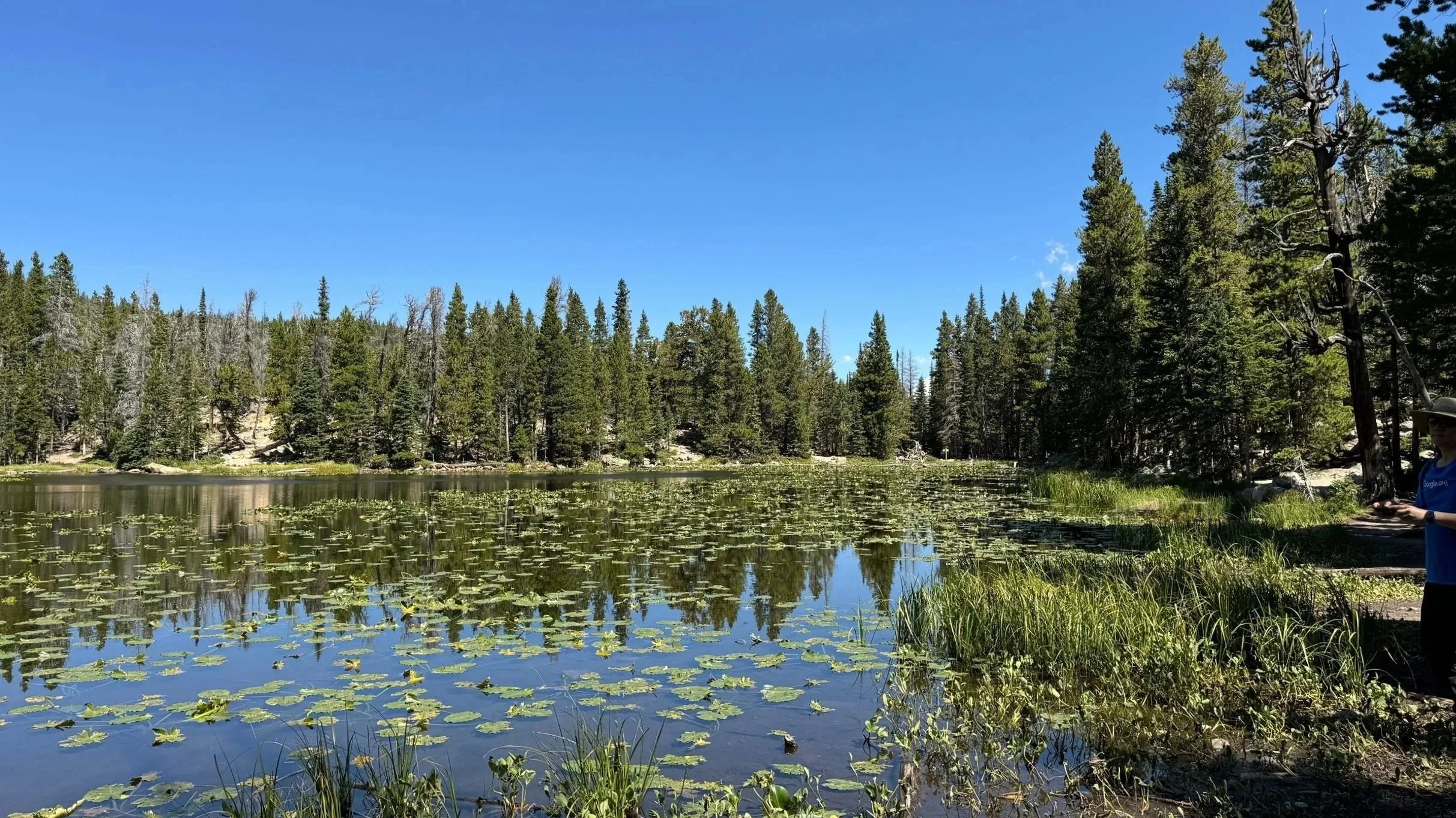 nymph lake_beautiful alpine lake in colorado