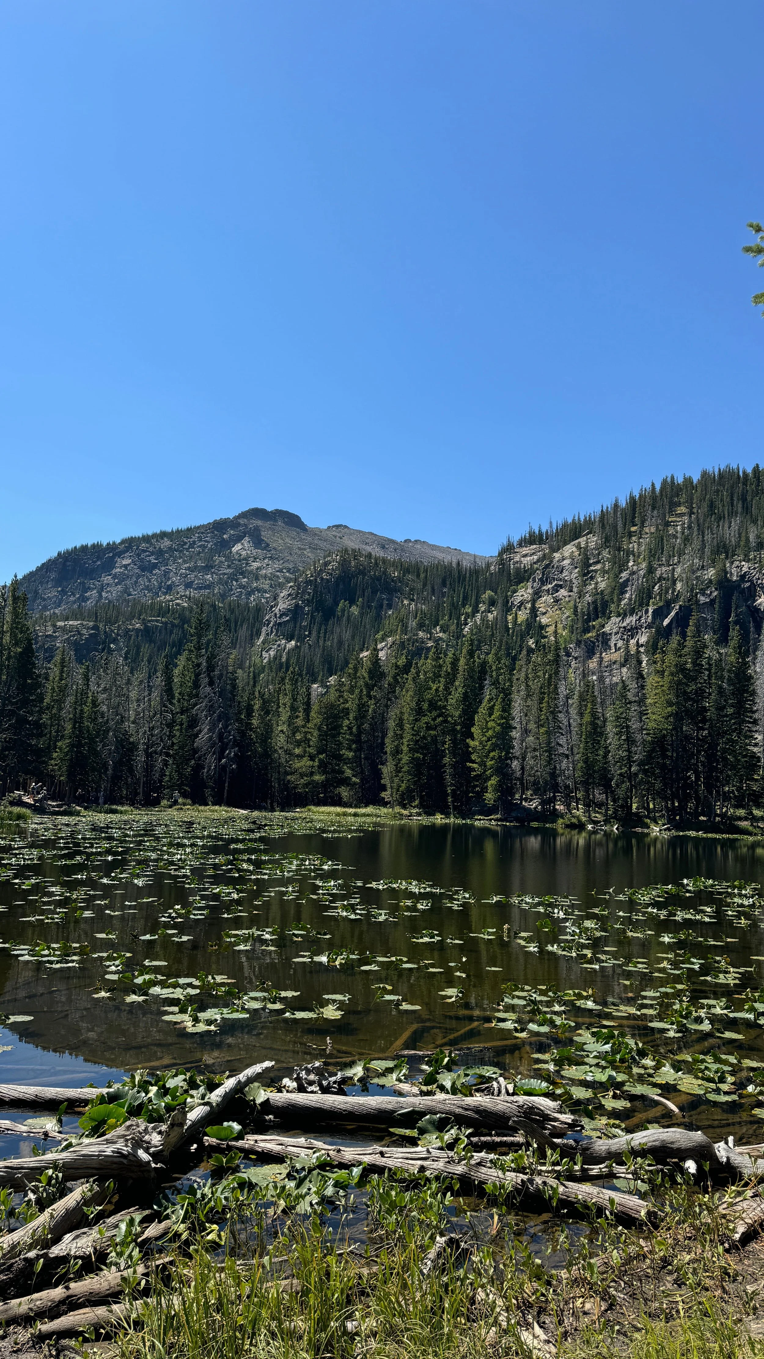 nymph lake_lily pad lake rocky mountains