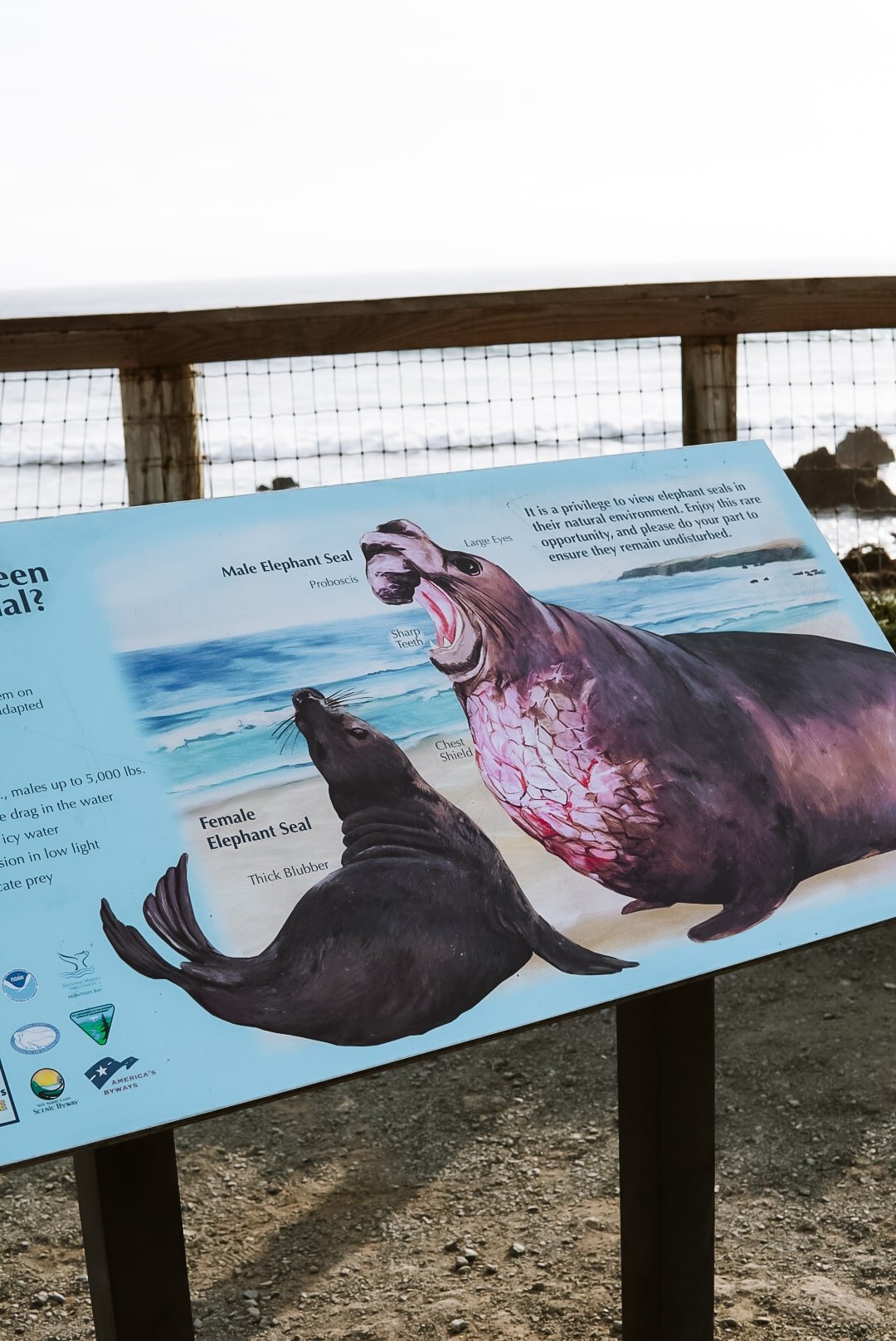 Best Time to See Elephant Seals in California 2023 