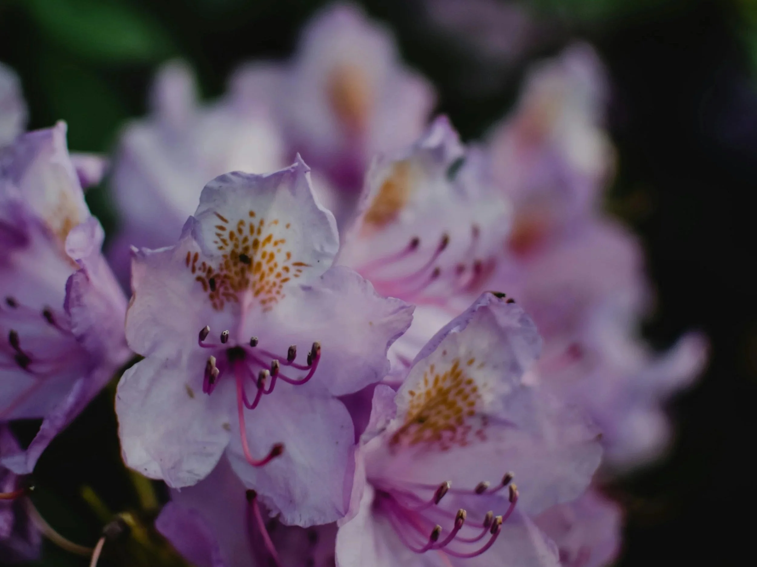 Flowers for the sacred feminine in systems change
