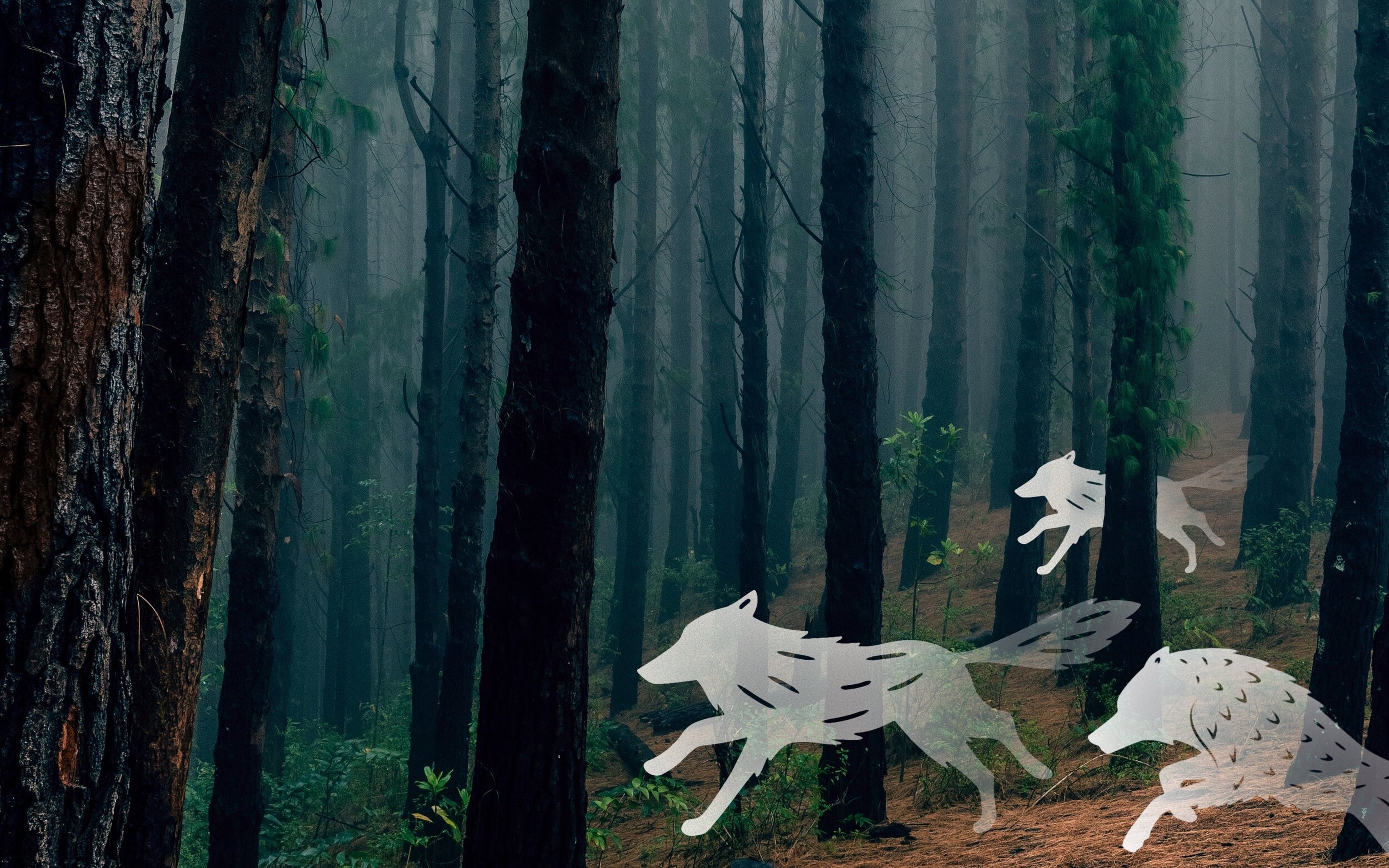 Pack of wolves running together