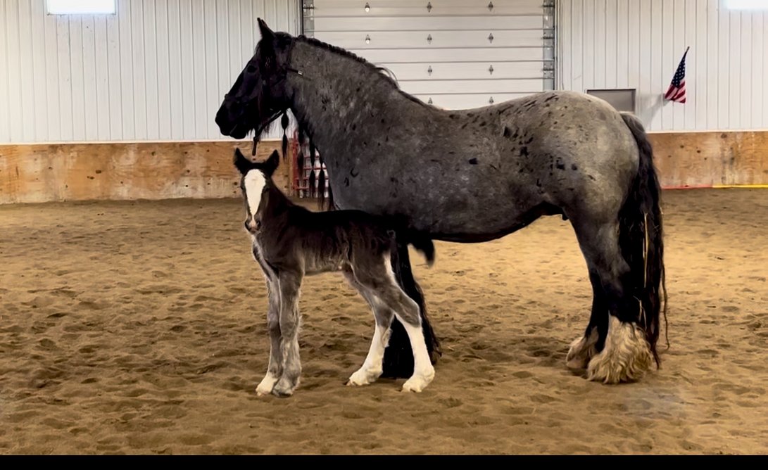 This boy is a gem to work with, he could be your next stud or a magnificent gelding, 12k