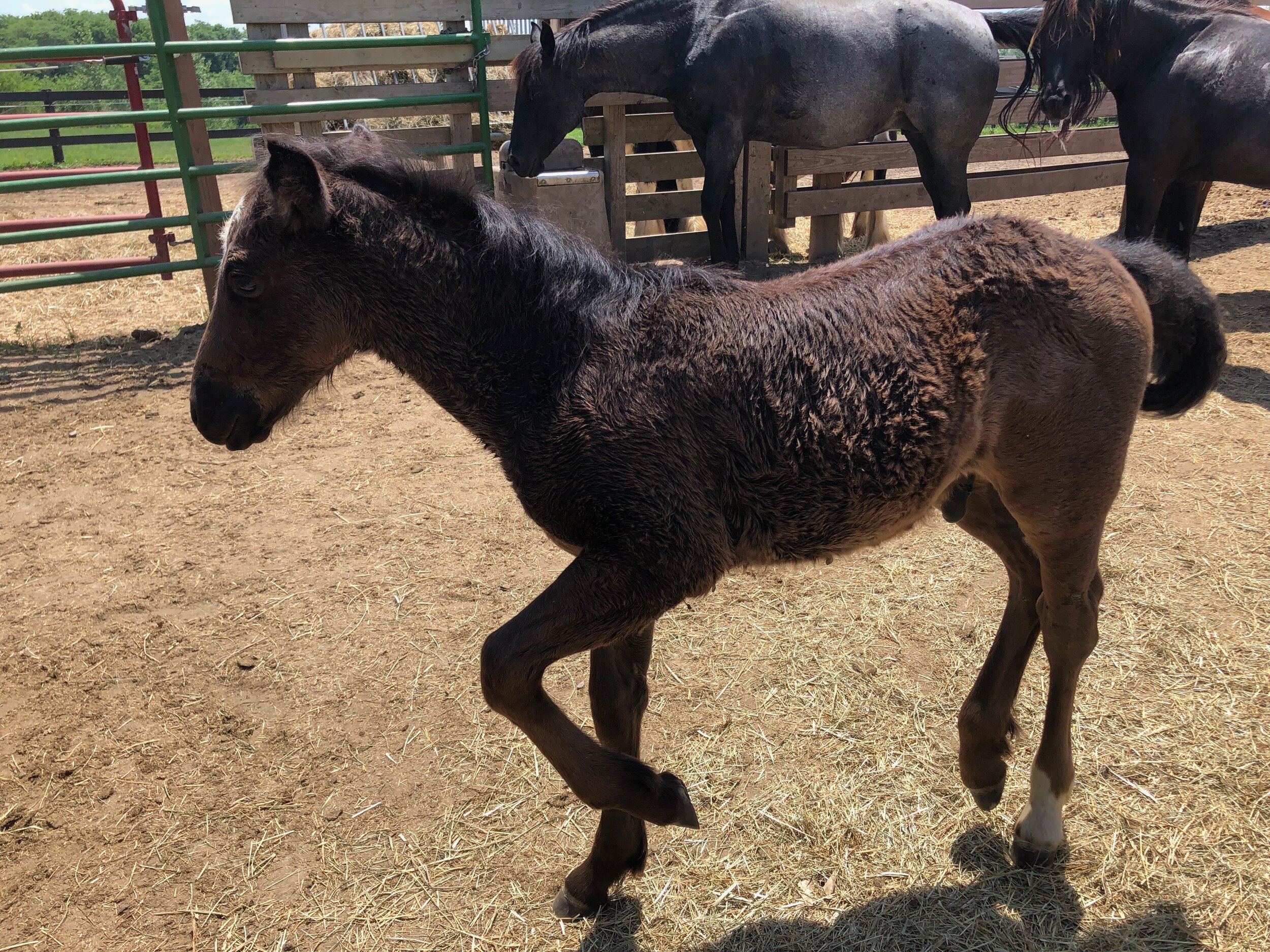 Echo of Grandeur, 45 days old, cross AQH/Gypsy Vanner. Looking more like dad everyday.