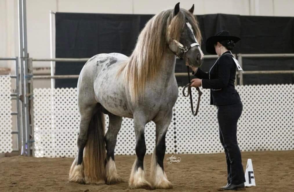 Sire: Blackfire Iconic Blue Chrome