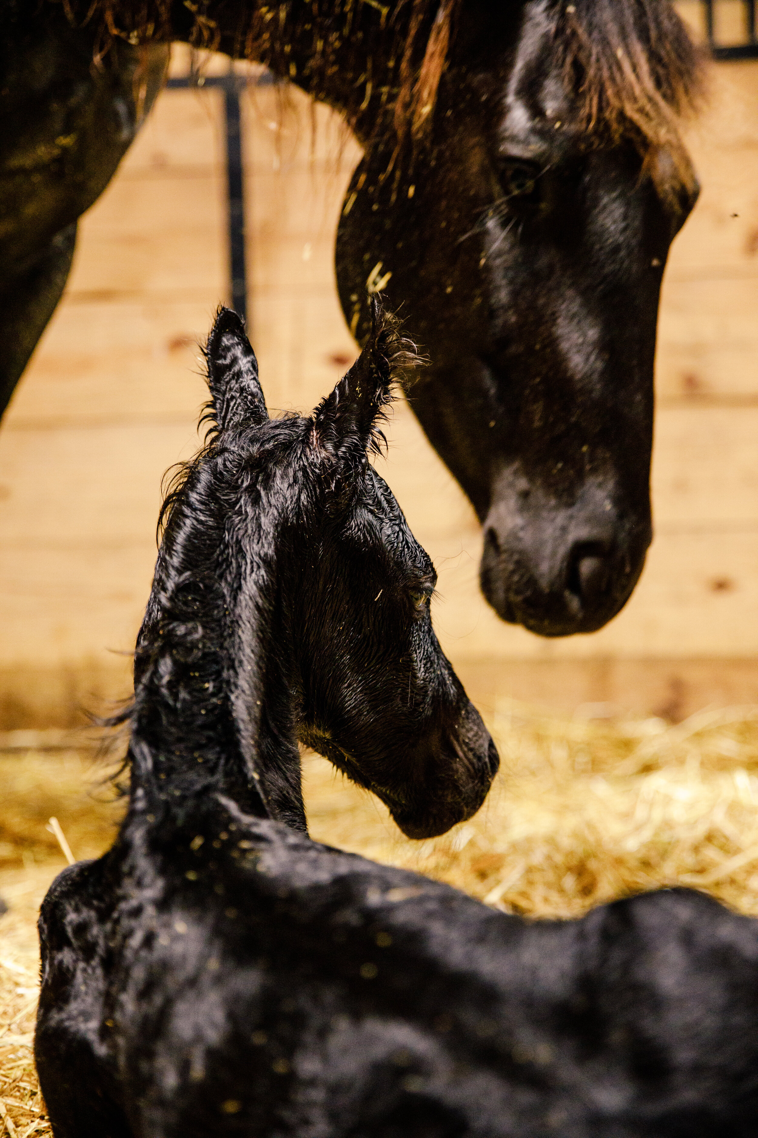 Miss Blue Dreamer, foal BlackNBlue Goose