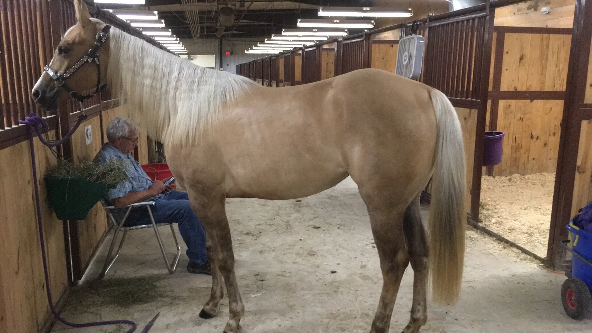 Yeaz My Classic Lace (Charley)Registered American Quarter HorseBirth Date: 4/20/2017