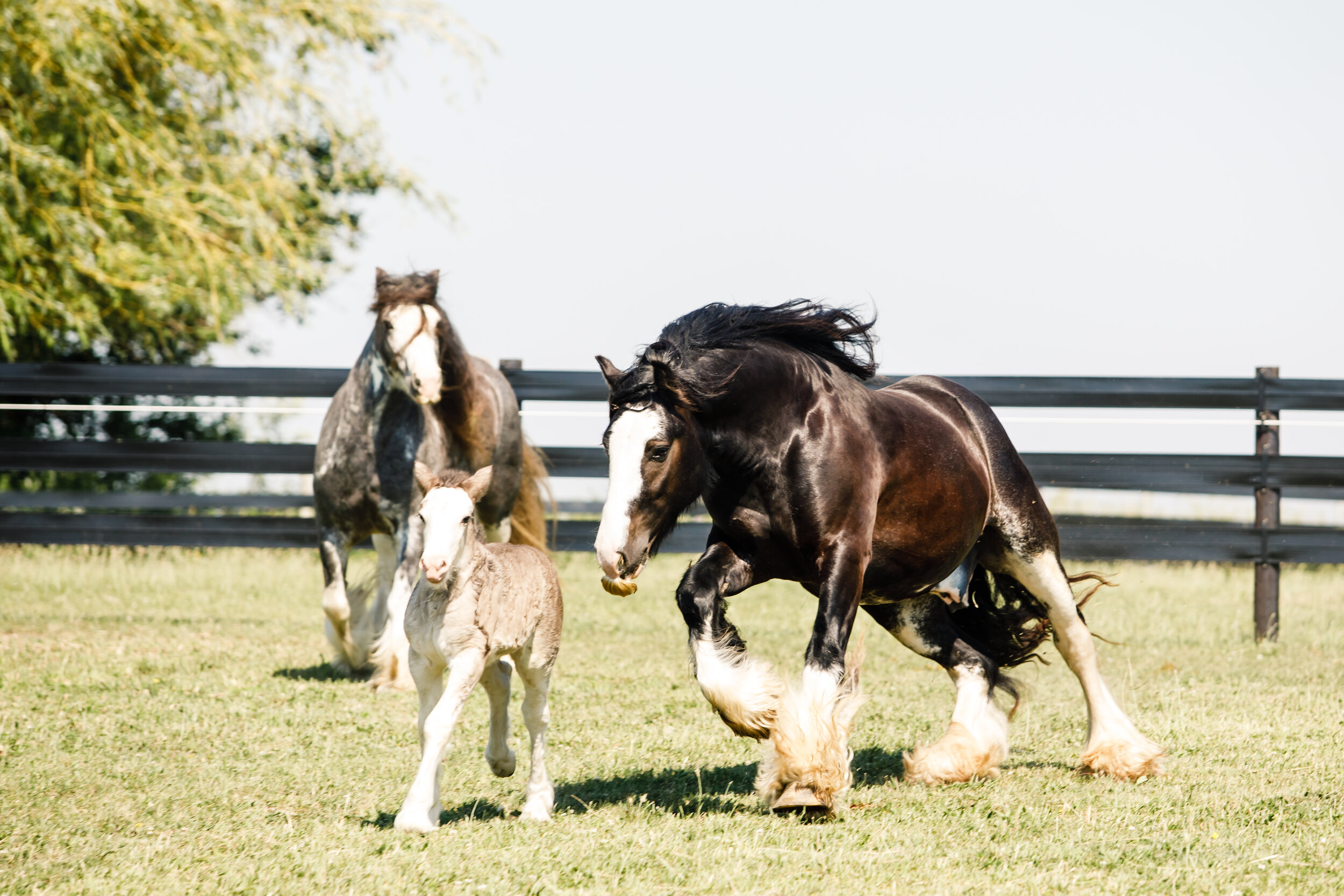 Don’t worry they are playing.  We are a small farm.  It is our goal to keep the family together like they would be in the wild.  Our stallion is happy as is our mare.  In the wild a herd or band, is usually made up of small group led by a dominant&n…