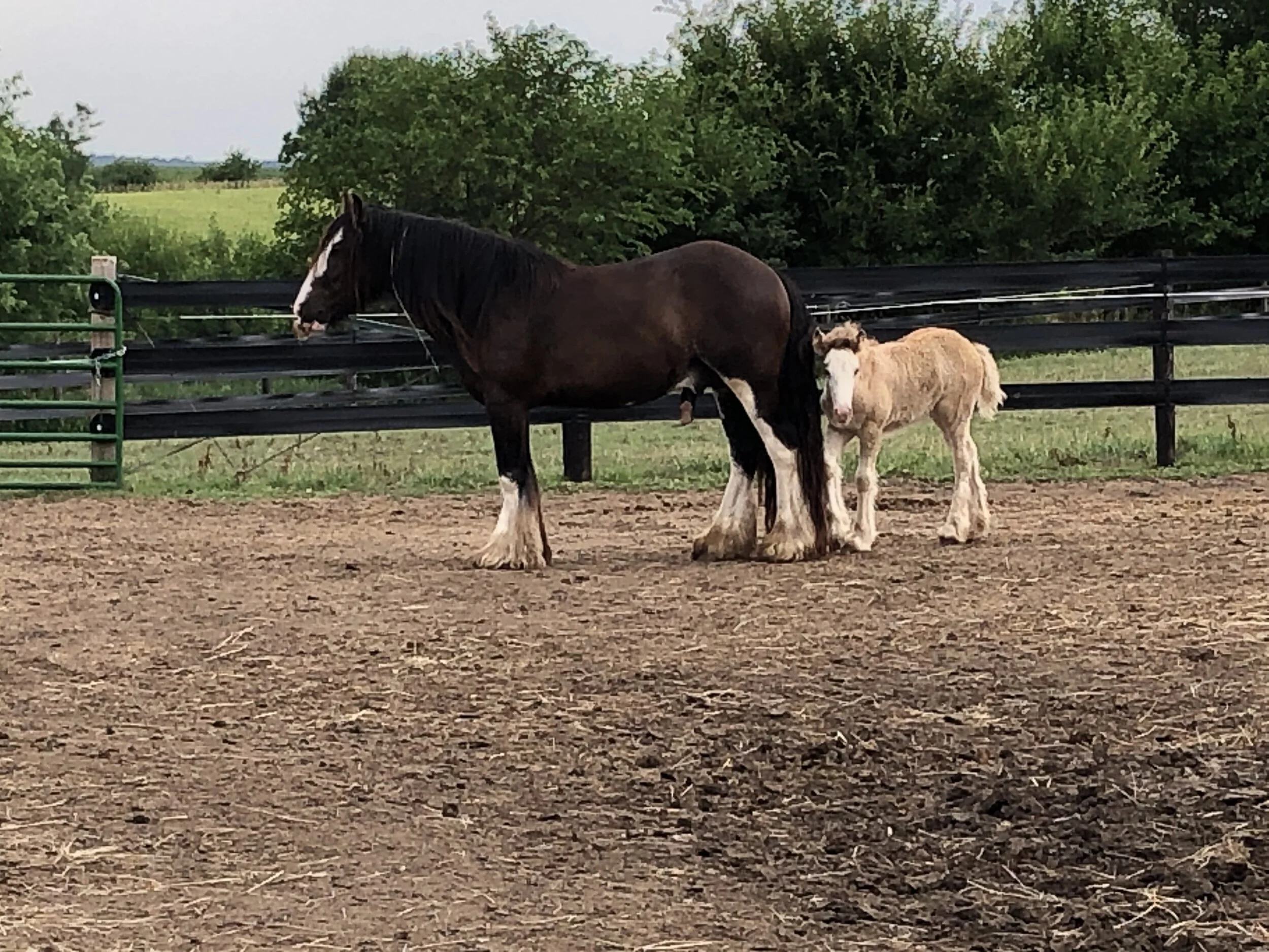 Daddy’s little girl, almost 2 months of age