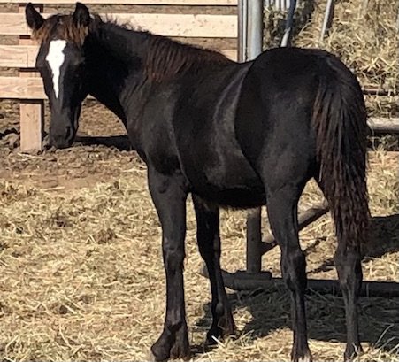 A very handsome cross, Echo