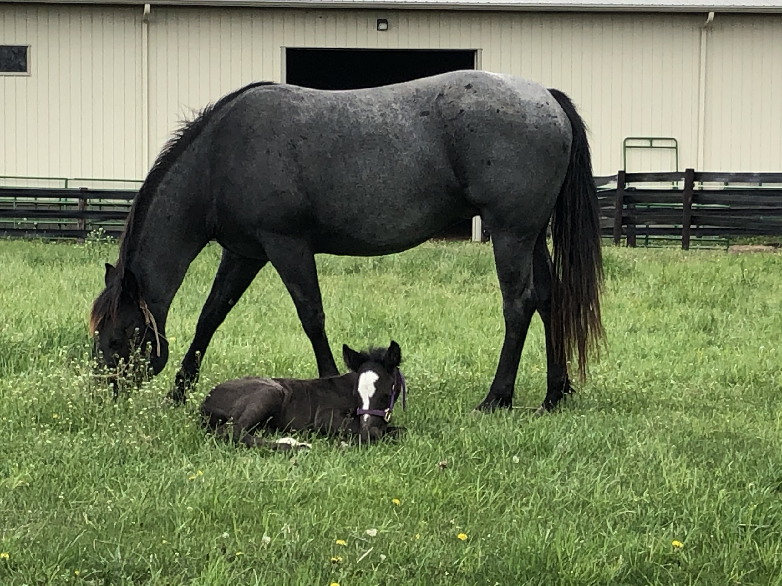 out in the pasture, day 3