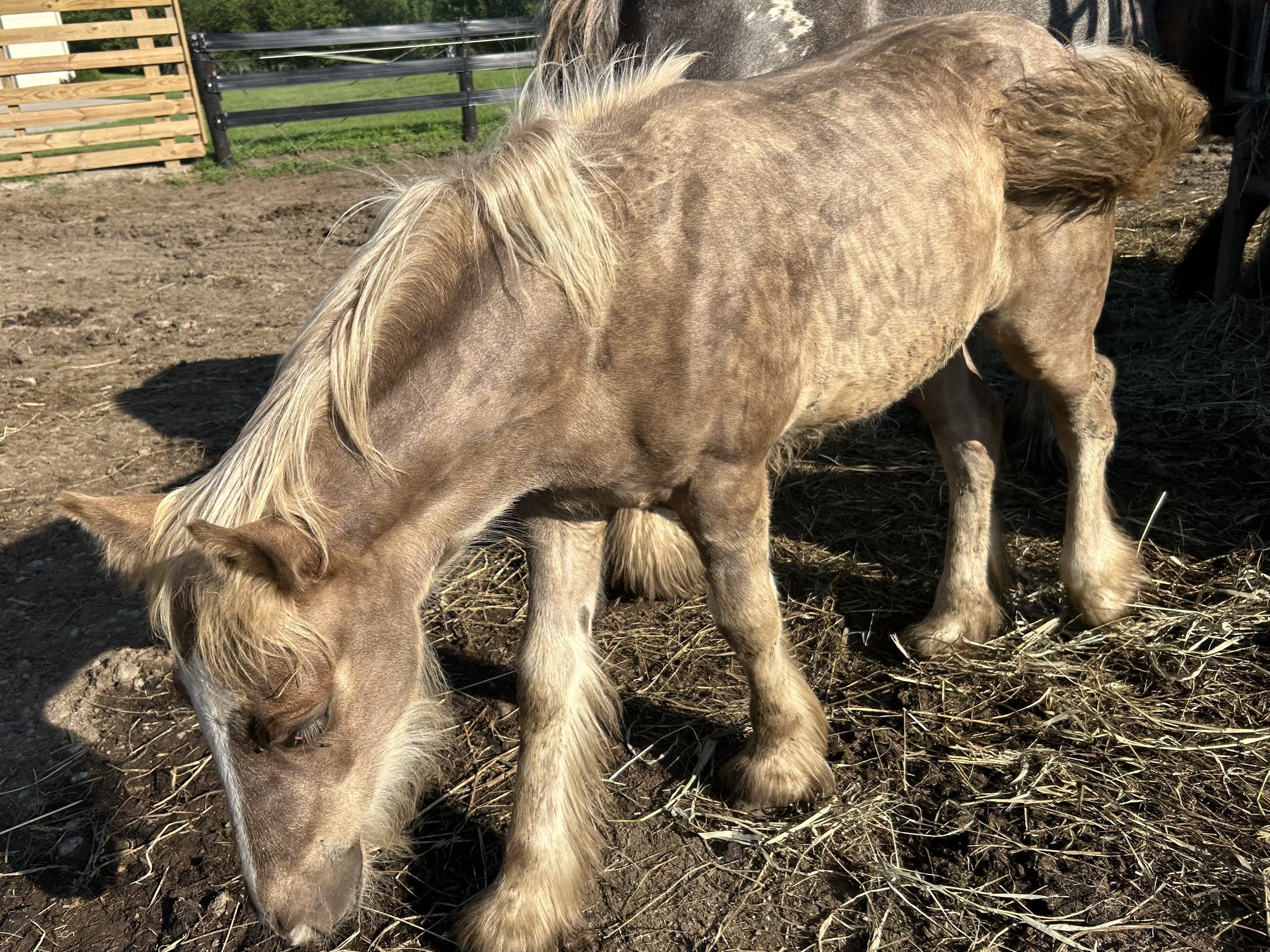 4 months old now, her silver dapple is beautiful