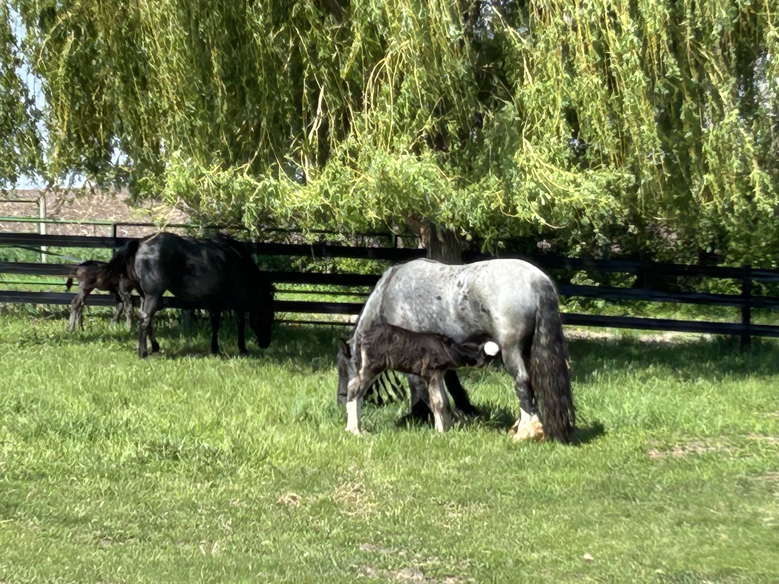 5/5/2025 Feathers and Lace Rebels Black Whiskey, GV13613
FIS and/pssm1 Neg/Neg, EE, aa, this boy is likely to be 15 hands or taller