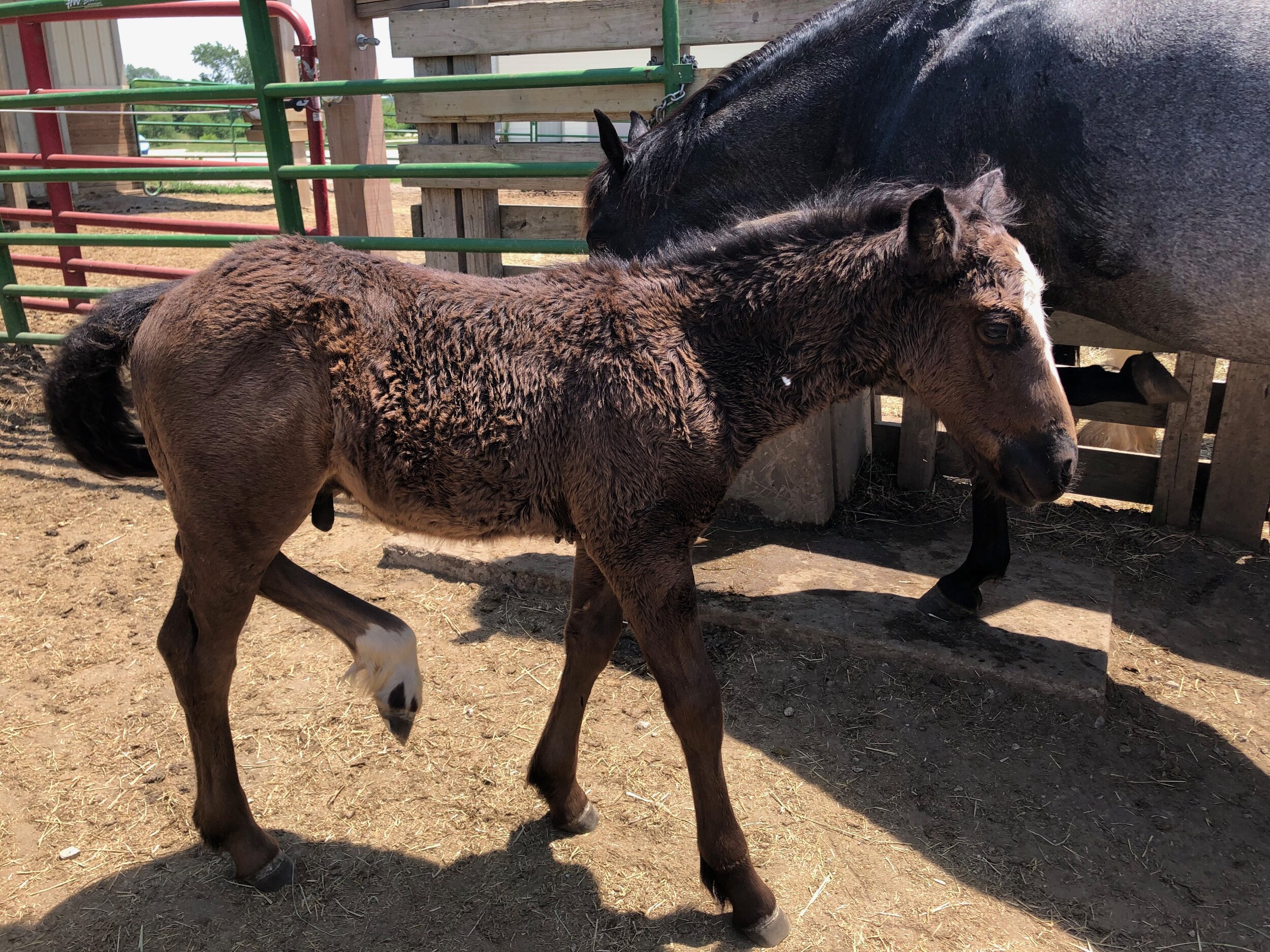 45 days old, will be fun to see what he looks like with foal shed. A smart package.