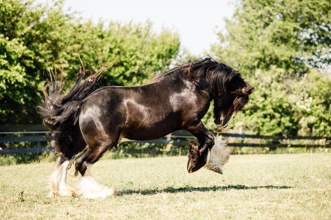 Sire Noble Registered Gypsy Vanner