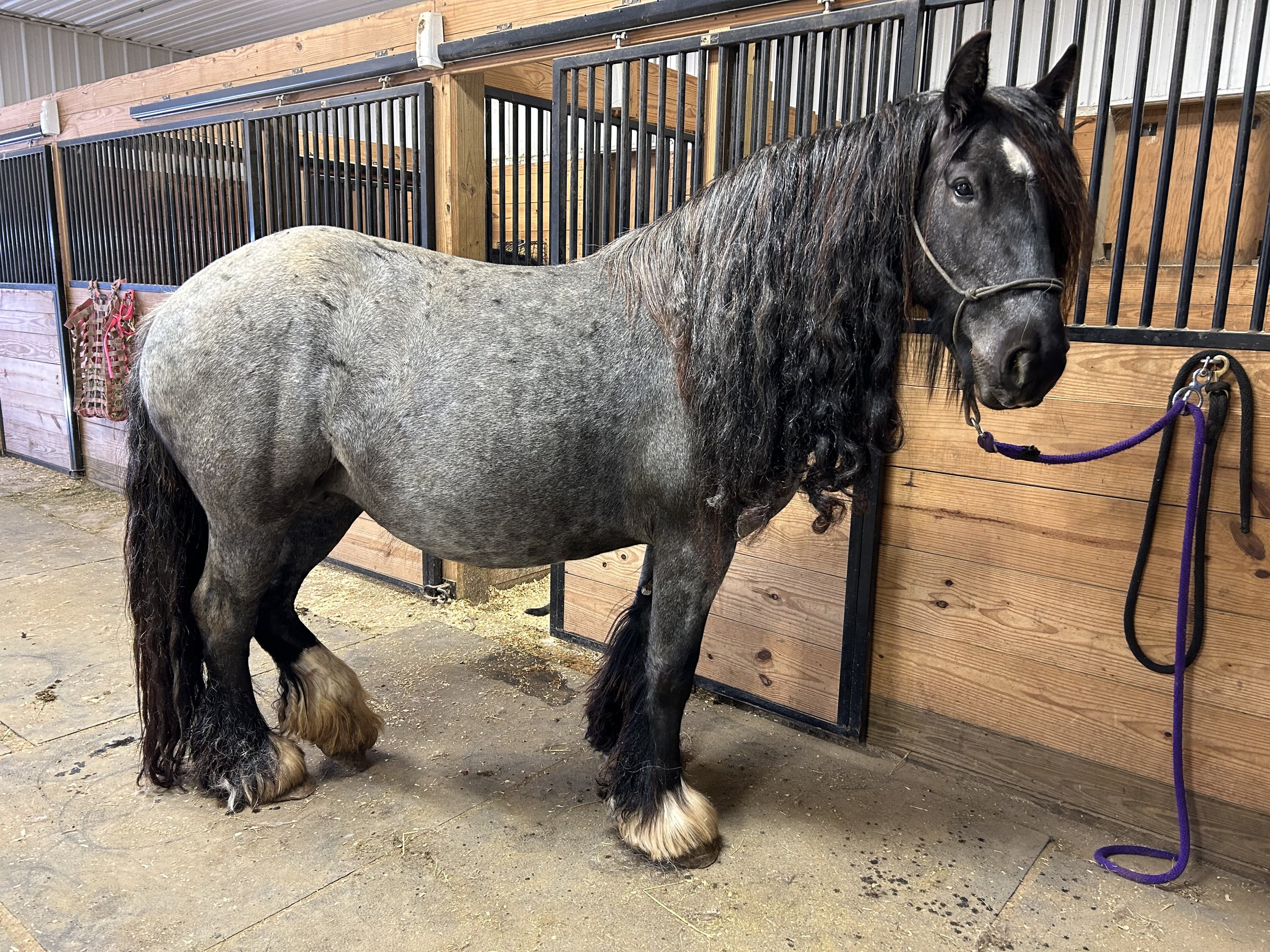 Rebel has had 2 blue roan foals. She is a wonderful Dam with 60 days under saddle training. She is green broke, and the sweetest mare. Take her any direction.