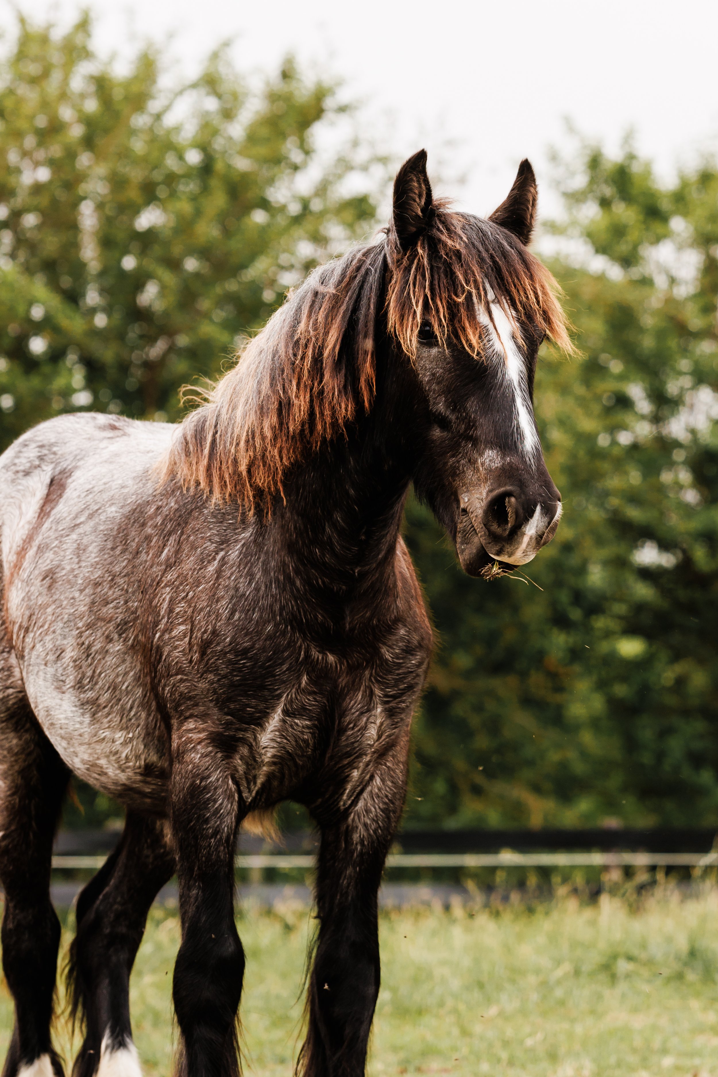 Sold: Congrats to Julia of Virginia.
;Feathers and Lace Rebels Grand Passion or "Patty" is a show stopping blue roan yearling filly. She has the color, manner, feather and look of what a gypsy horse is known for. She has great temperament, first to