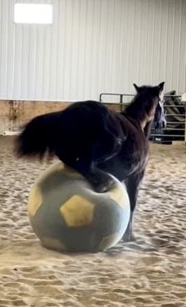 Echo playing with his ball