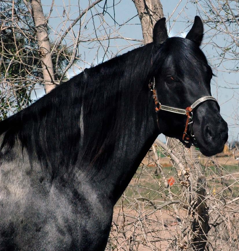 Black Hawke , sire of Goose