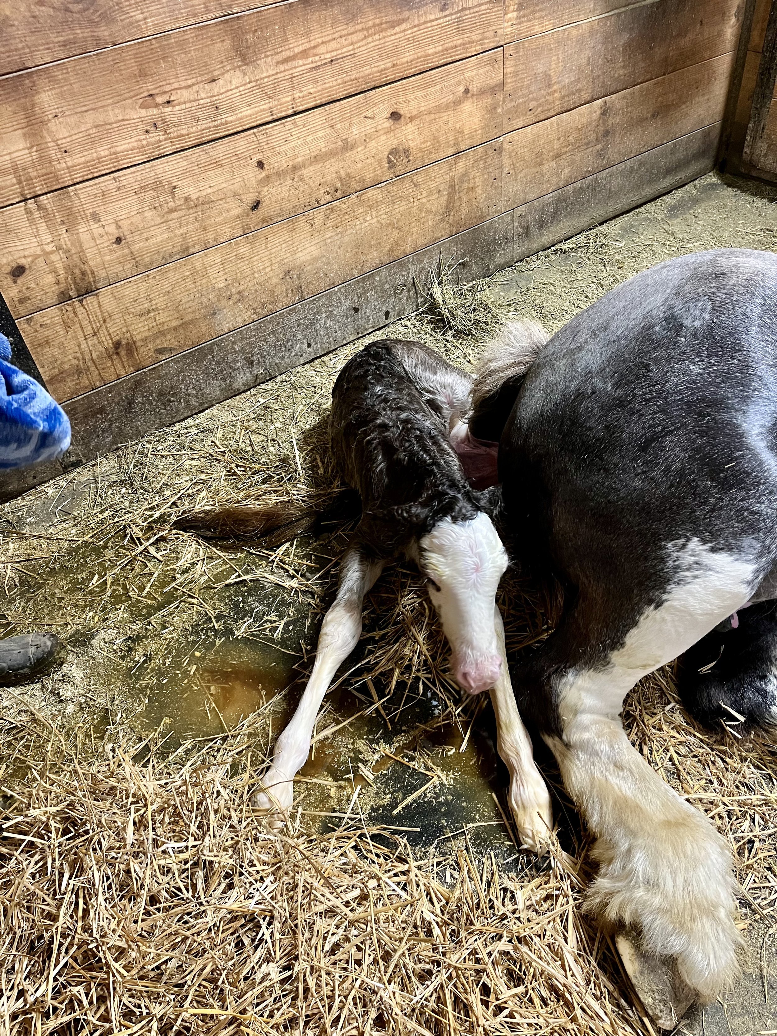SOLD Miss Maizy first minute old, E/e, N/Sb1,
GV12143