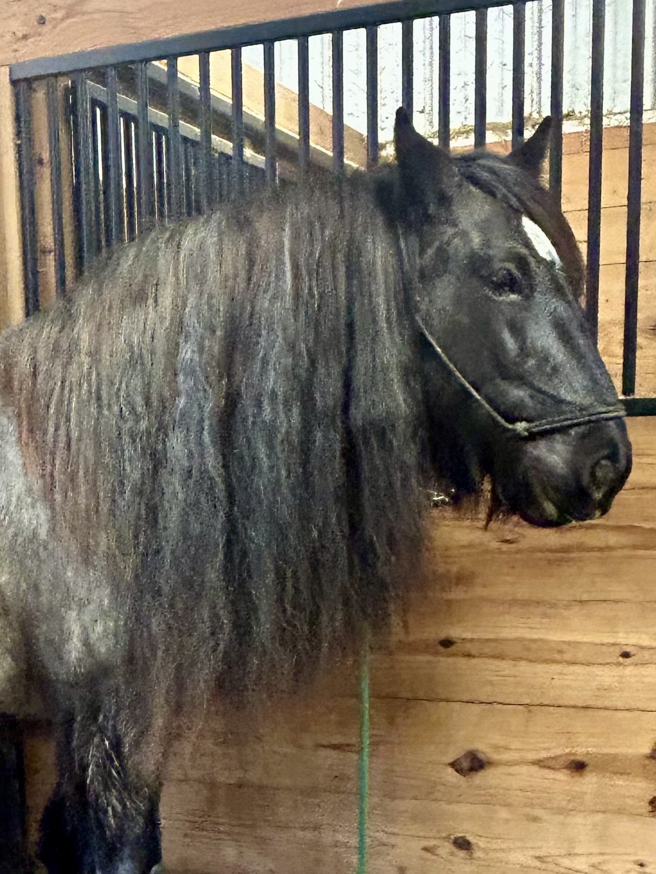 SOLD: Thorn Hill LDR Whiskeys Rebel Yell. GV06082
DOB 5/6/2018
Rn/N, aa, Ee, PSSM1/n
Available after August 2025 weaning of her foal. Her Dam is a 5 star Gypsy Vanner Horse, GV03894 Desert Jewel Oceanography 18.5K