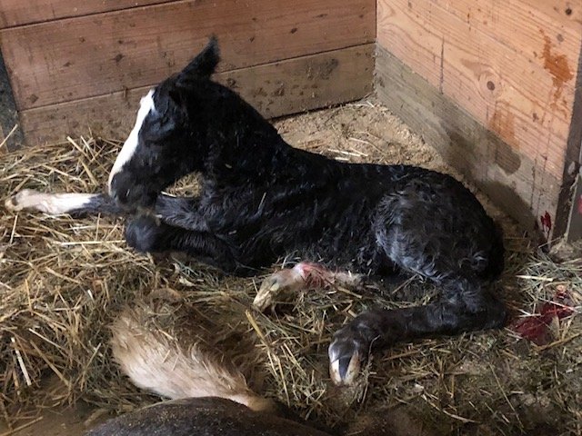 Finn's first hour of life