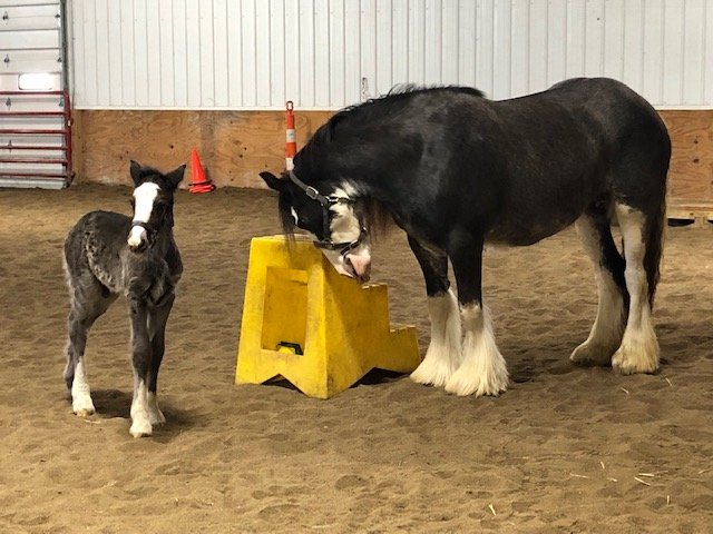 Arena time, Denali (Ali) such a good mommy