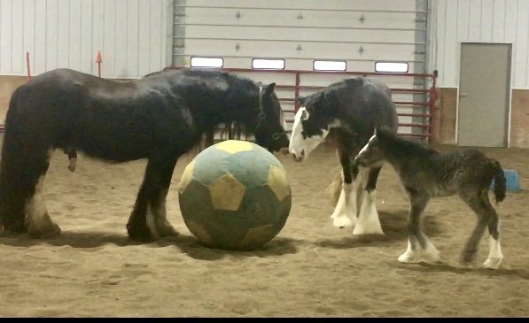 Finn meeting his sire, Feather Gold Finntastic Grandeur "Noble"
