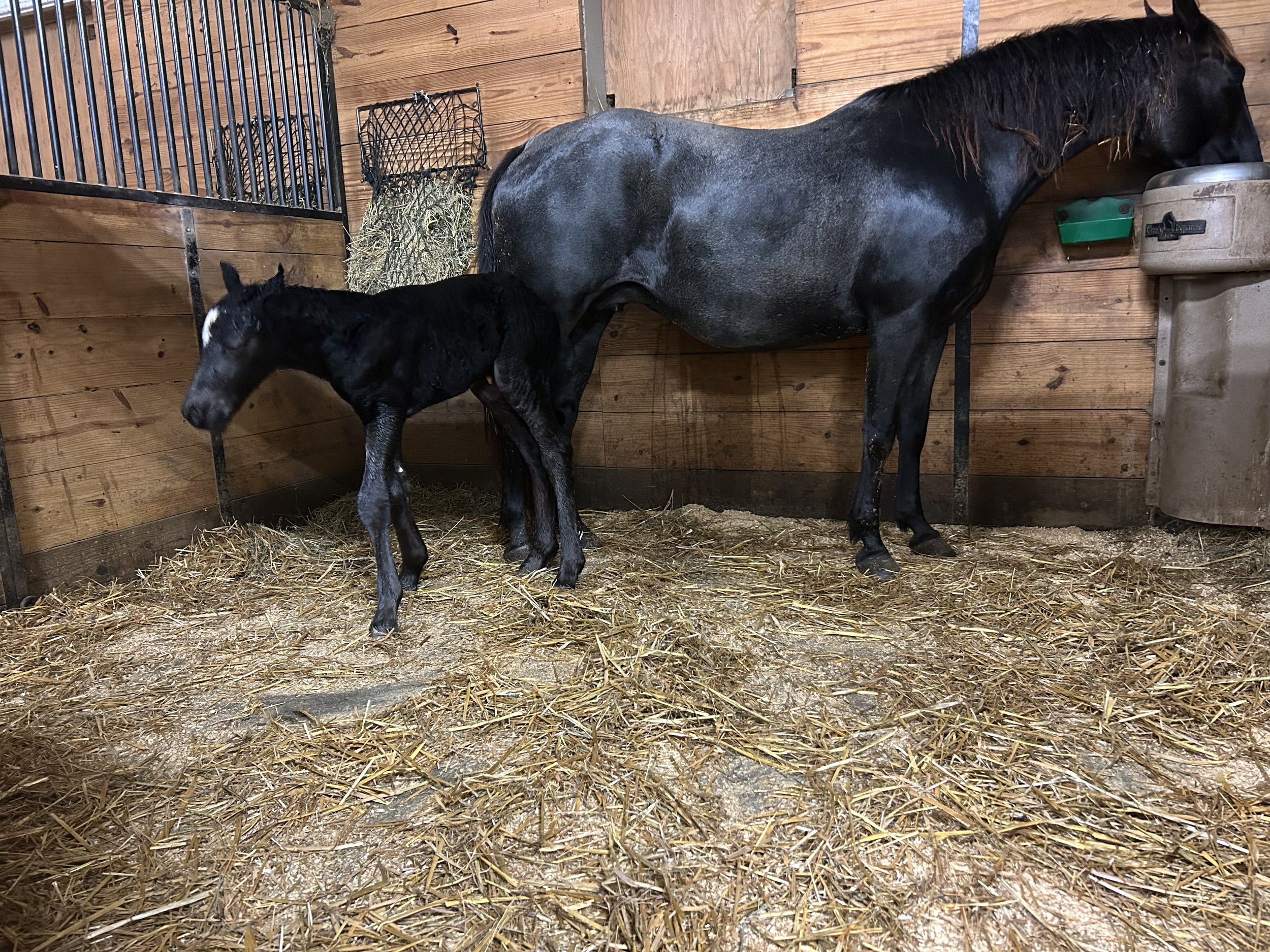 DOB 5/7/2025 Feathers and Lace Finntastic Black N Blue Goose. Gypsy QH cross. 9K