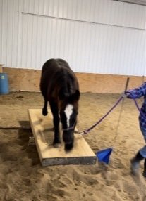 Echo coming yearling, on teeter totter