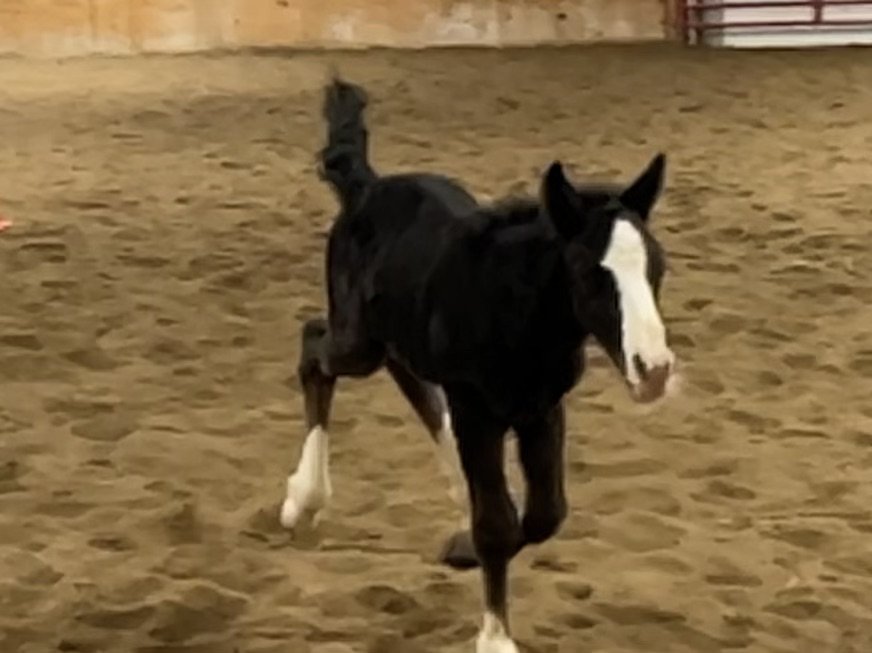 Feathers and Lace Blues Dare to Dream aka Maximus. DOB 3/30/2024. MF Miss Blue Dreamer X Feathered Gold Finntastic Grandeur