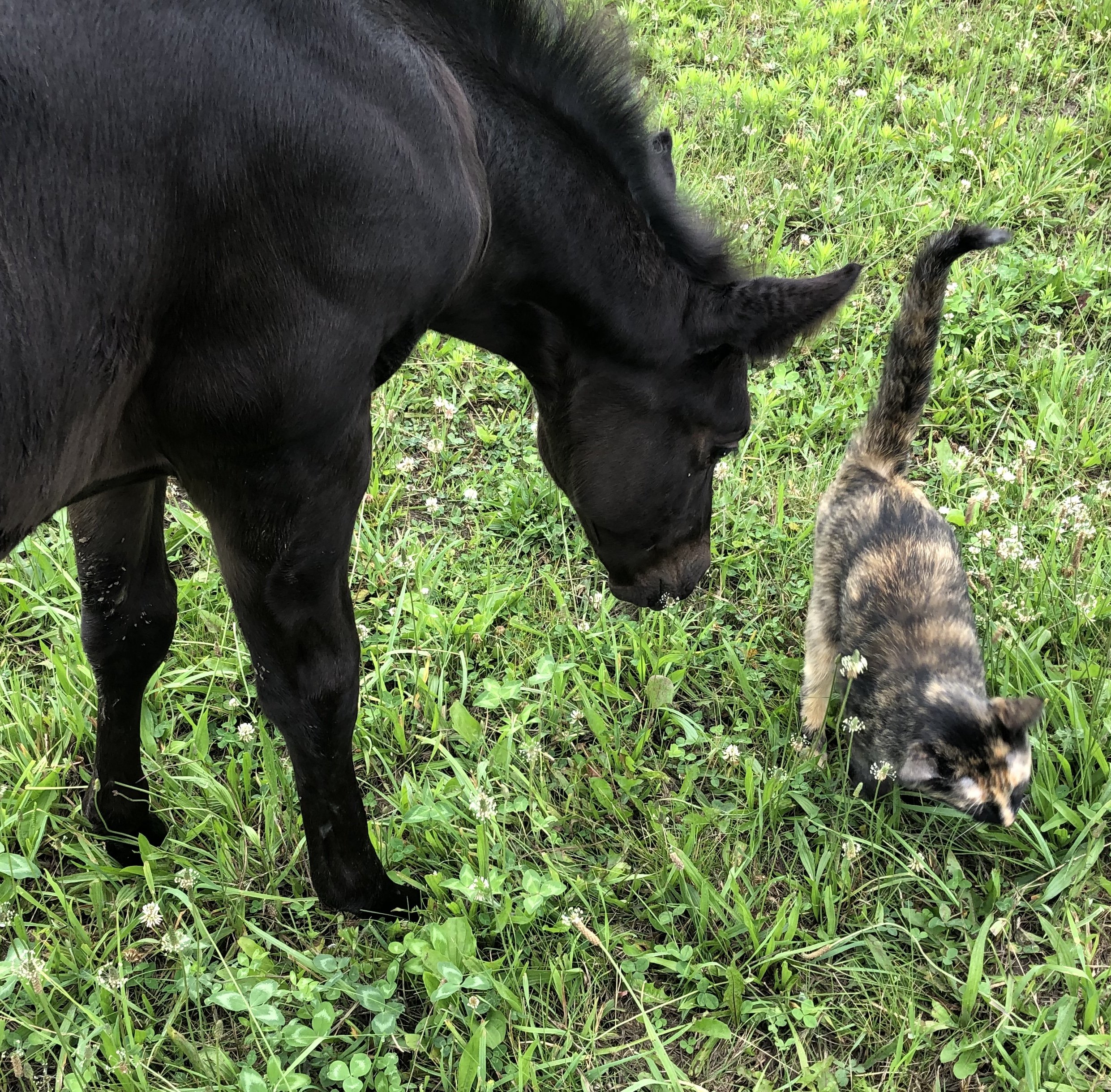 BDY BlankNBlue Goose
Birthdate: 5/28/2019
(Dam) Miss Blue Dreamer
(Sire) Black Hawke