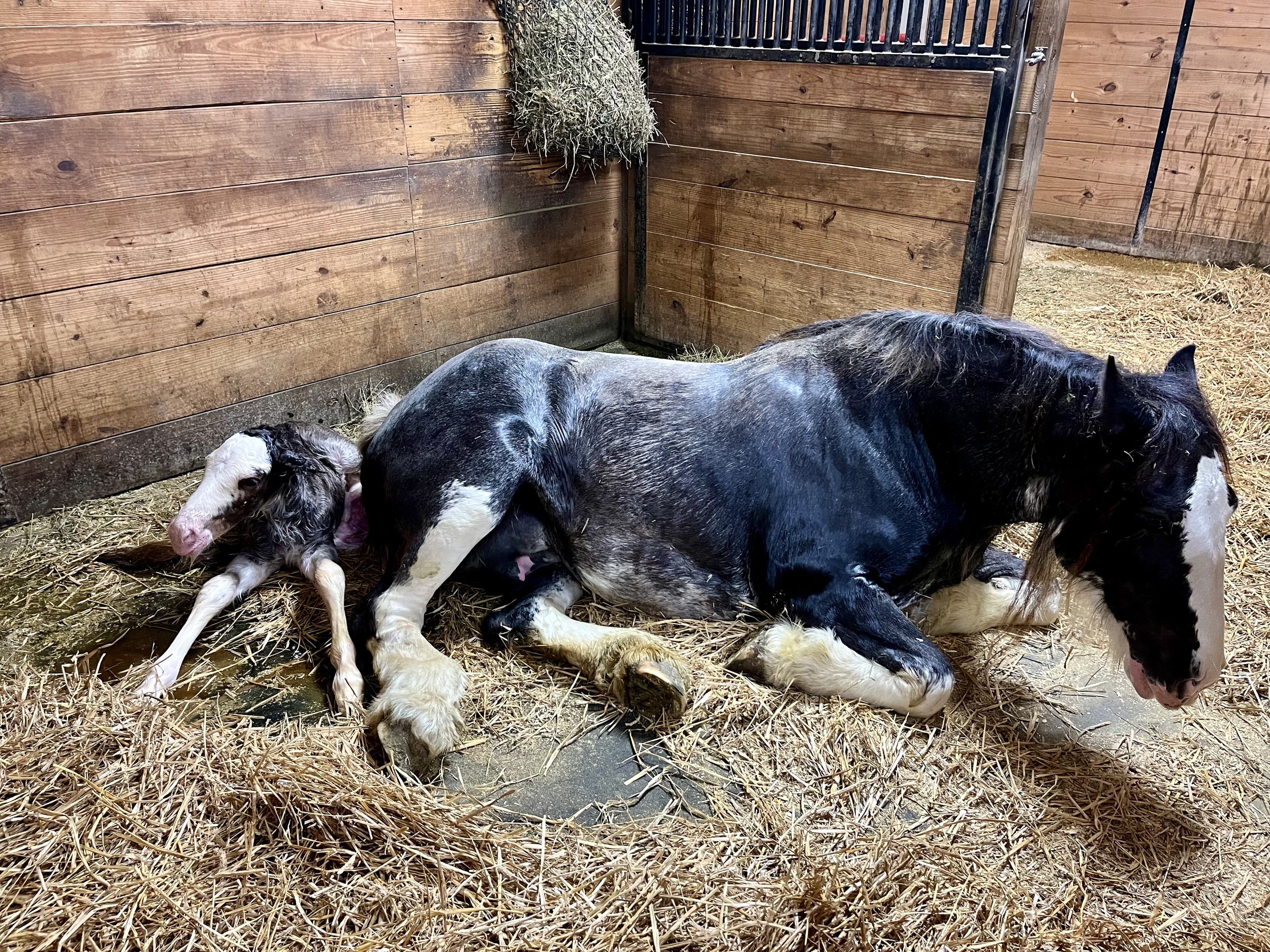 Sabino filly