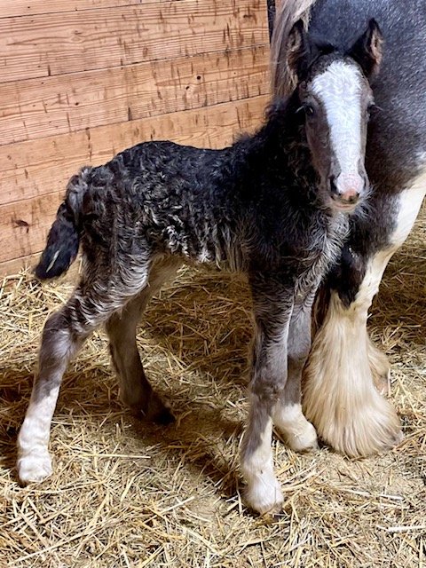 Blagdon colt, perfect feathered boy
