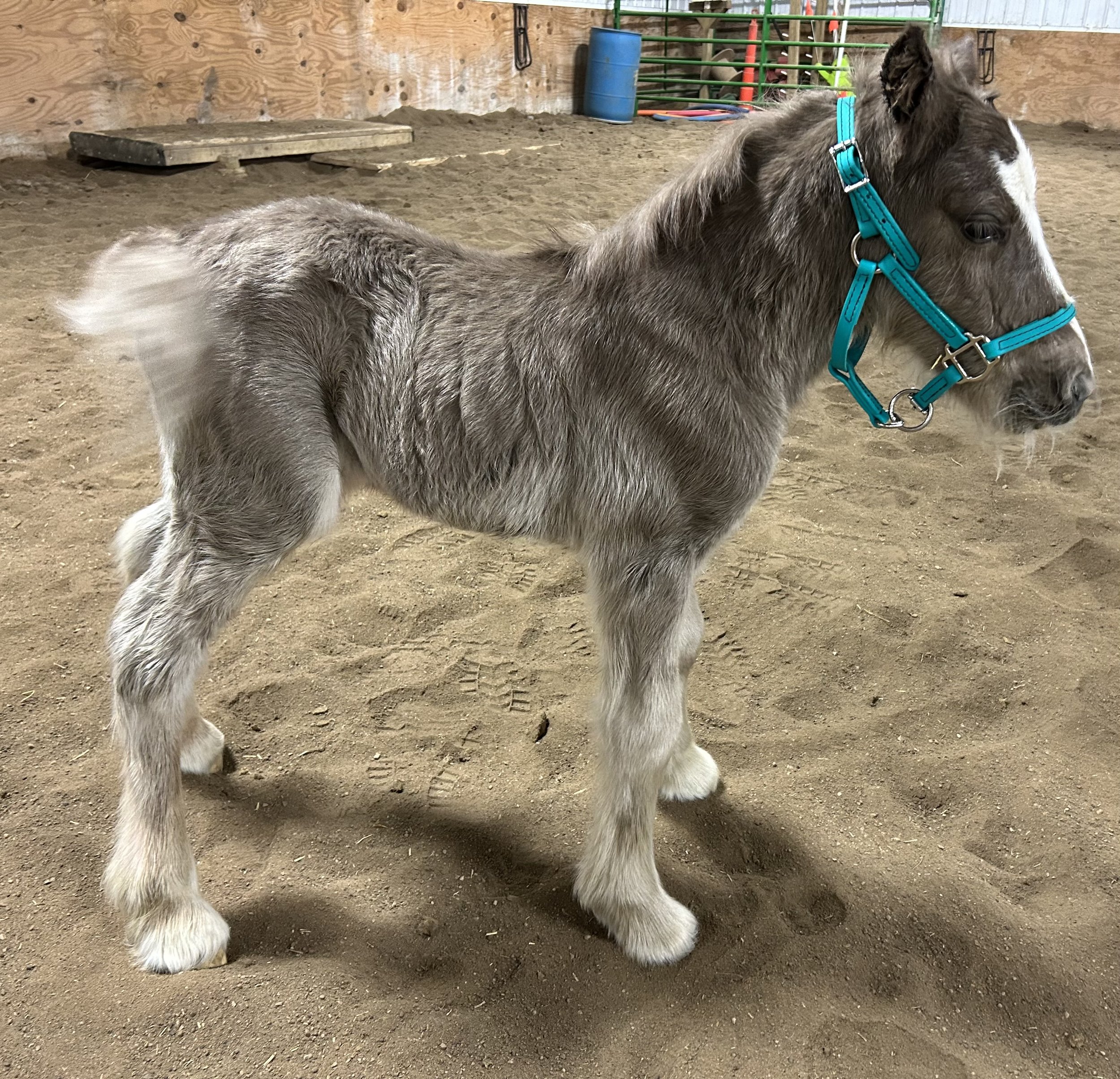 Feathers and Lace Infinitis Chrome Rose DOB: 3/14/2025, Black Silver filly. Ee,aa,N/Z