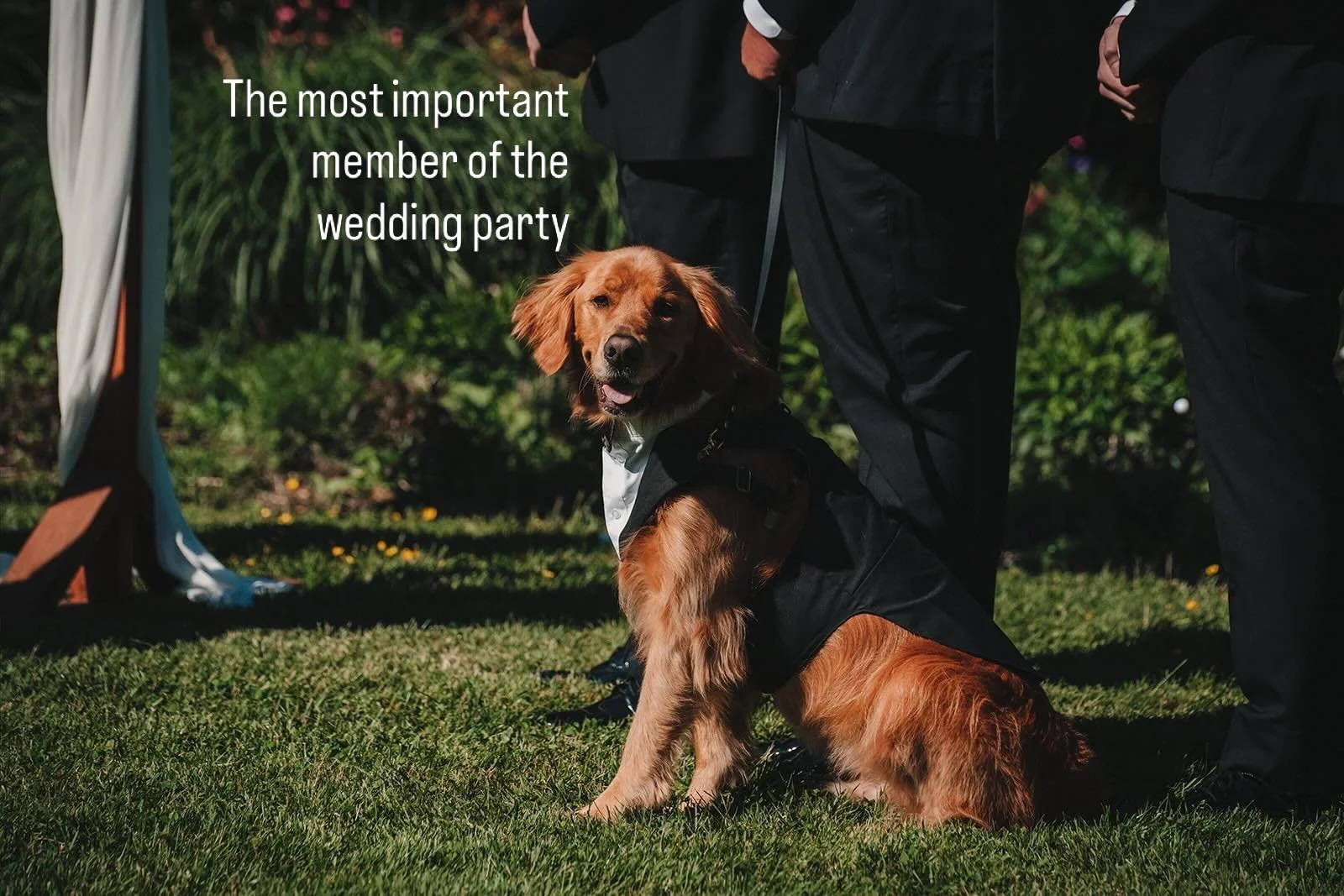 Best dog. Best day. 🐾🤍

Fur babies in the wedding party are our absolute favourite trend. Just check with your venue, line up a pet handler, and let them steal the show.

@cliffmaphotography
@oneandonlyeventsvancity 

#VancouverOfficiant #WeddingDo