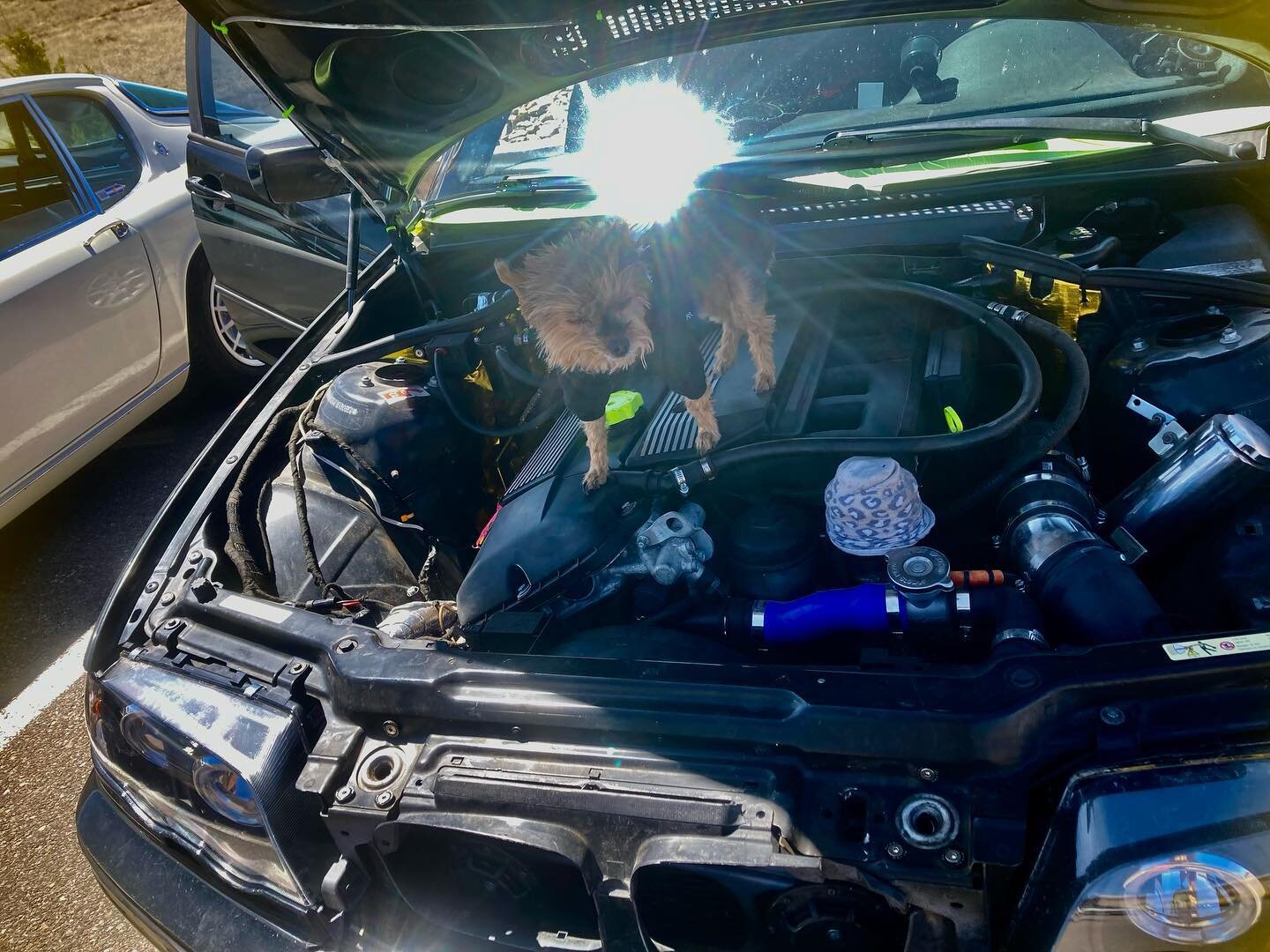 How many HP do yorkies add? 🐕💨
#dog 
🩸
🩸
🩸
🩸
🩸
#tunerpunk #instagood #car #racecar #bosozoku #vintage #german #germancars #carporn #projectcar #happy #kyusha #becauseracecar  #amazingcars247 #photooftheday #build #greaser #gold #zokusha #diy #