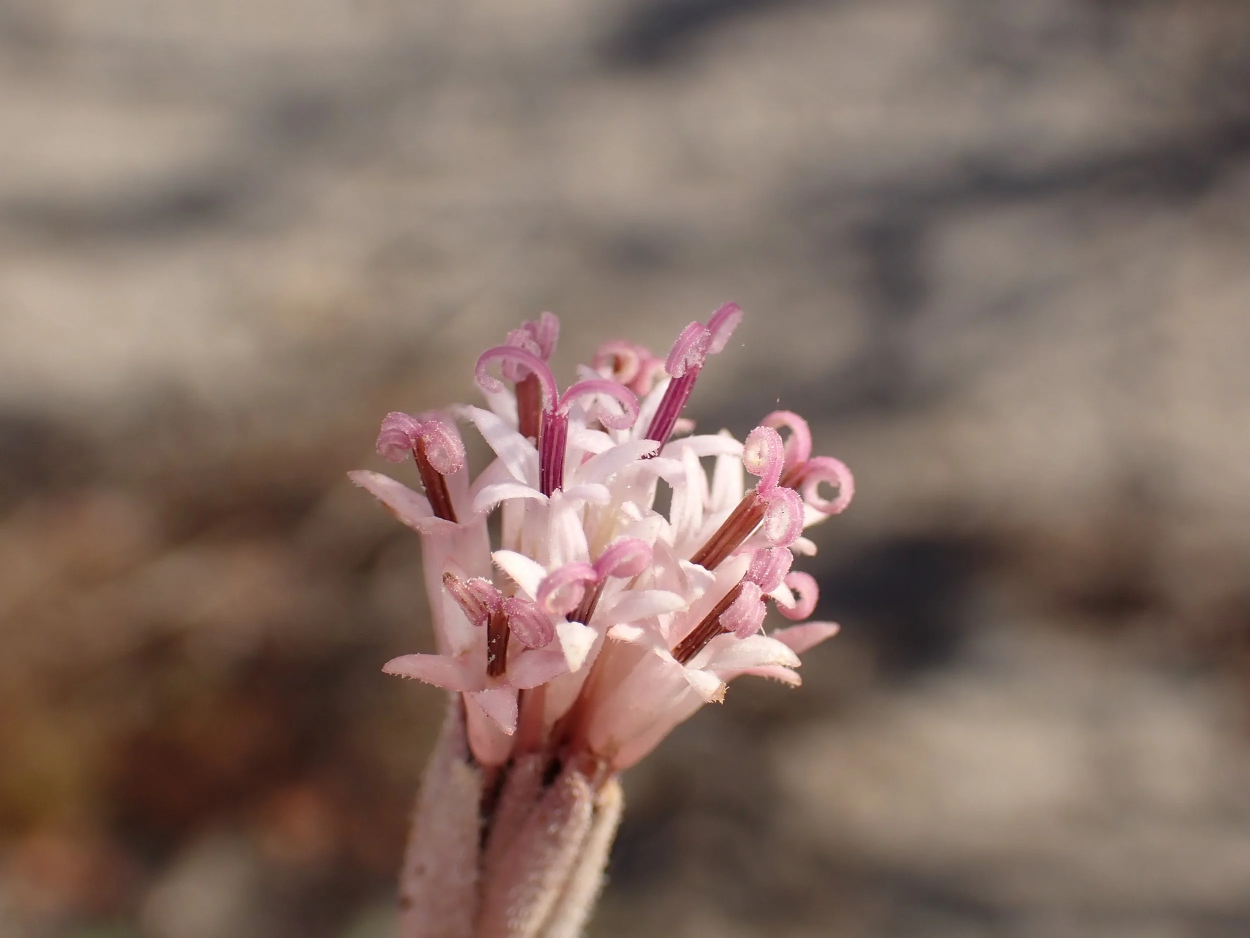 Palafoxia arida // Spanish Needle