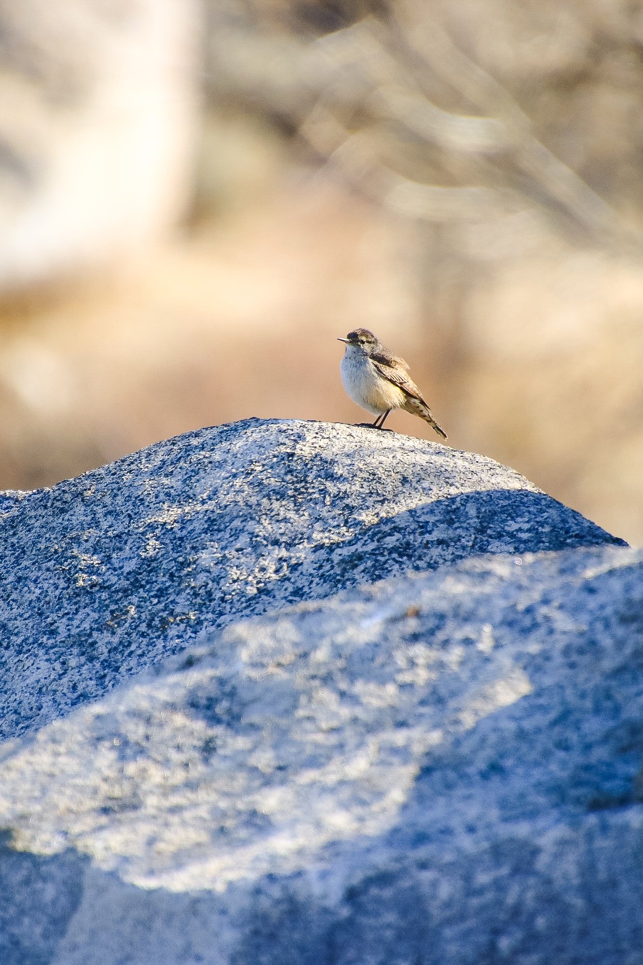 Rock Wren // Salpinctes obsoletus
