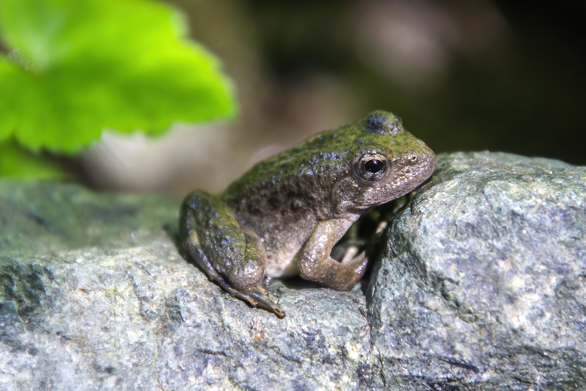 Foothill Yellow-legged Frog // Rana boylii