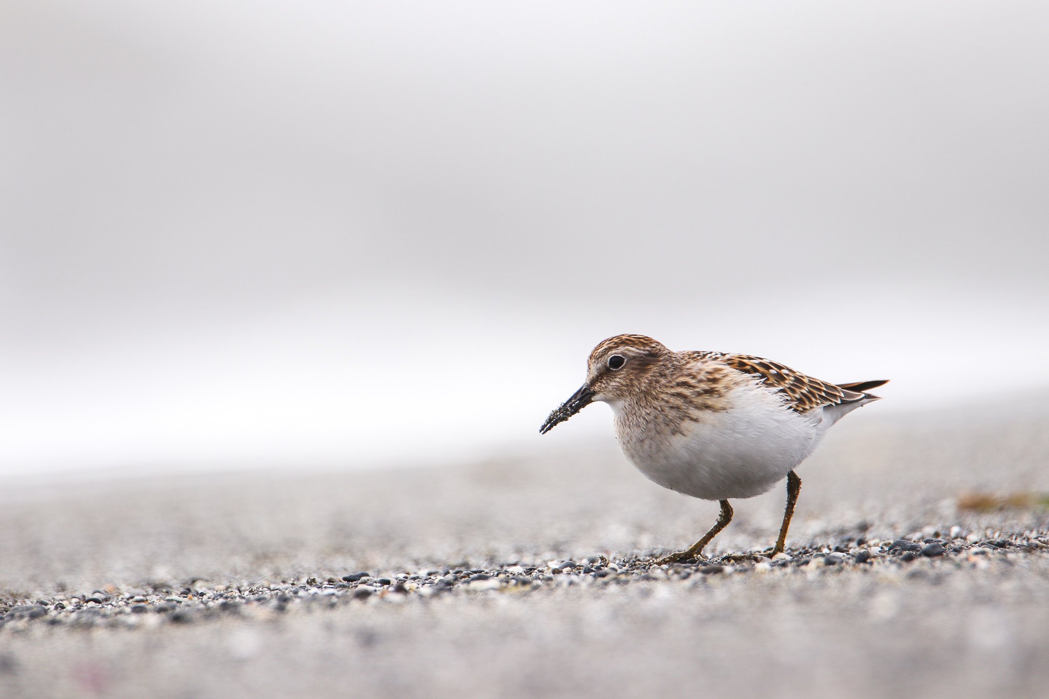 Least Sandpiper // Calidris minutilla