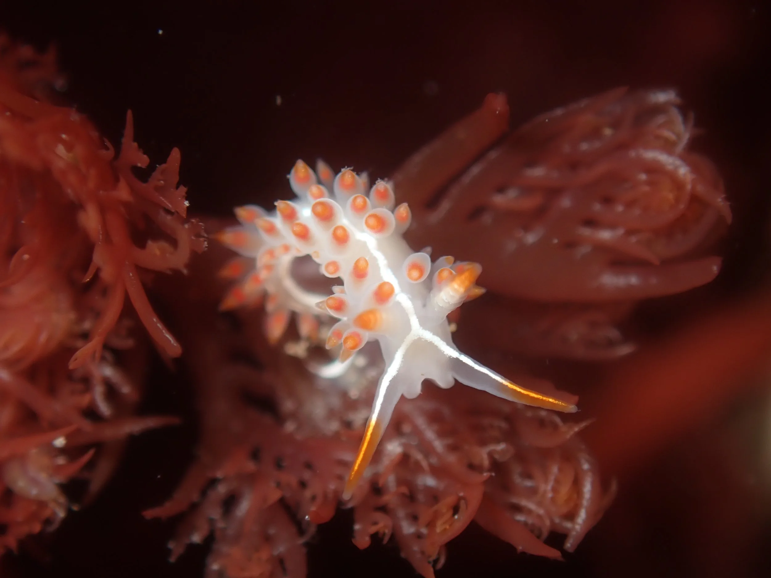 Orienthella piunca // Fisher's Aeolid