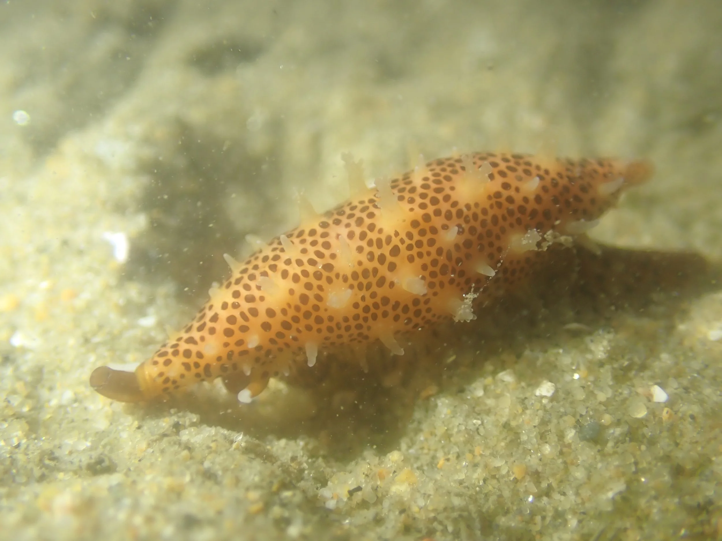 Simnia arcuata // Vidler's Simnia