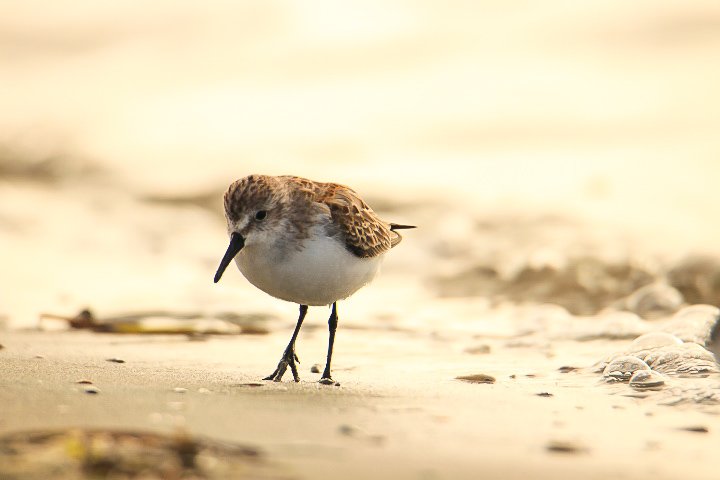 Western Sandpiper // Calidris mauri