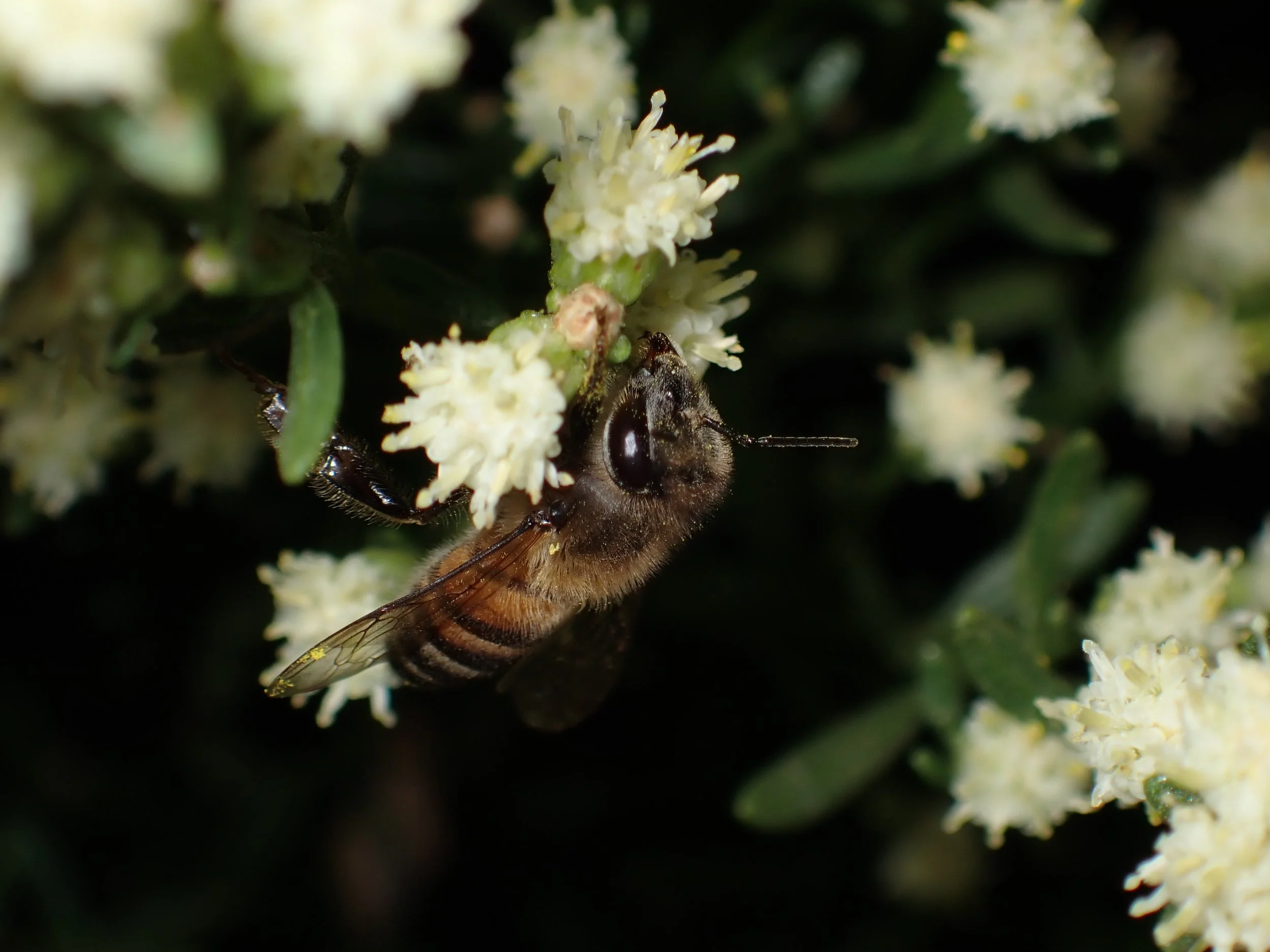 Apis mellifera // Western Honey Bee