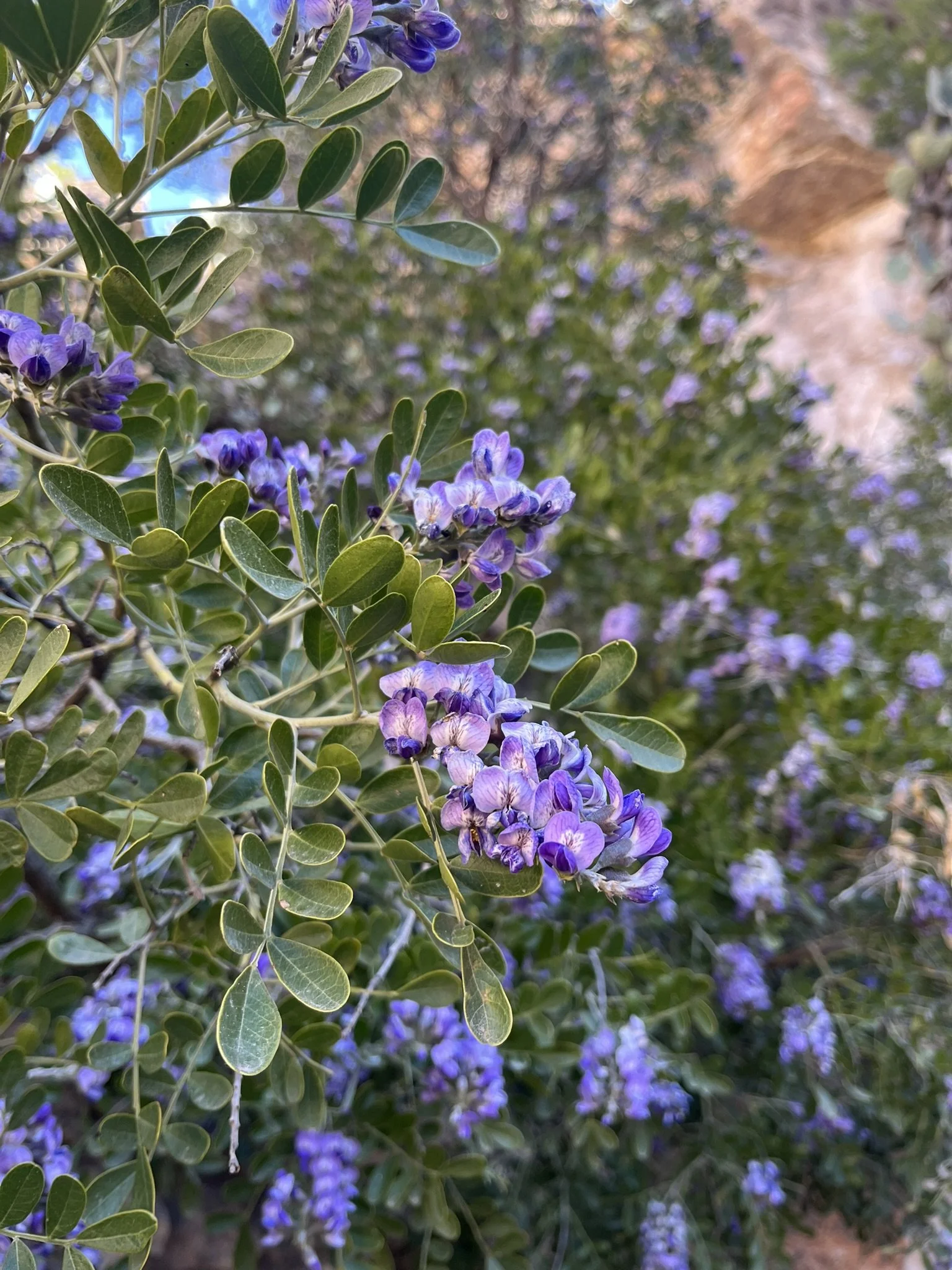 IMG_0823.JPEG