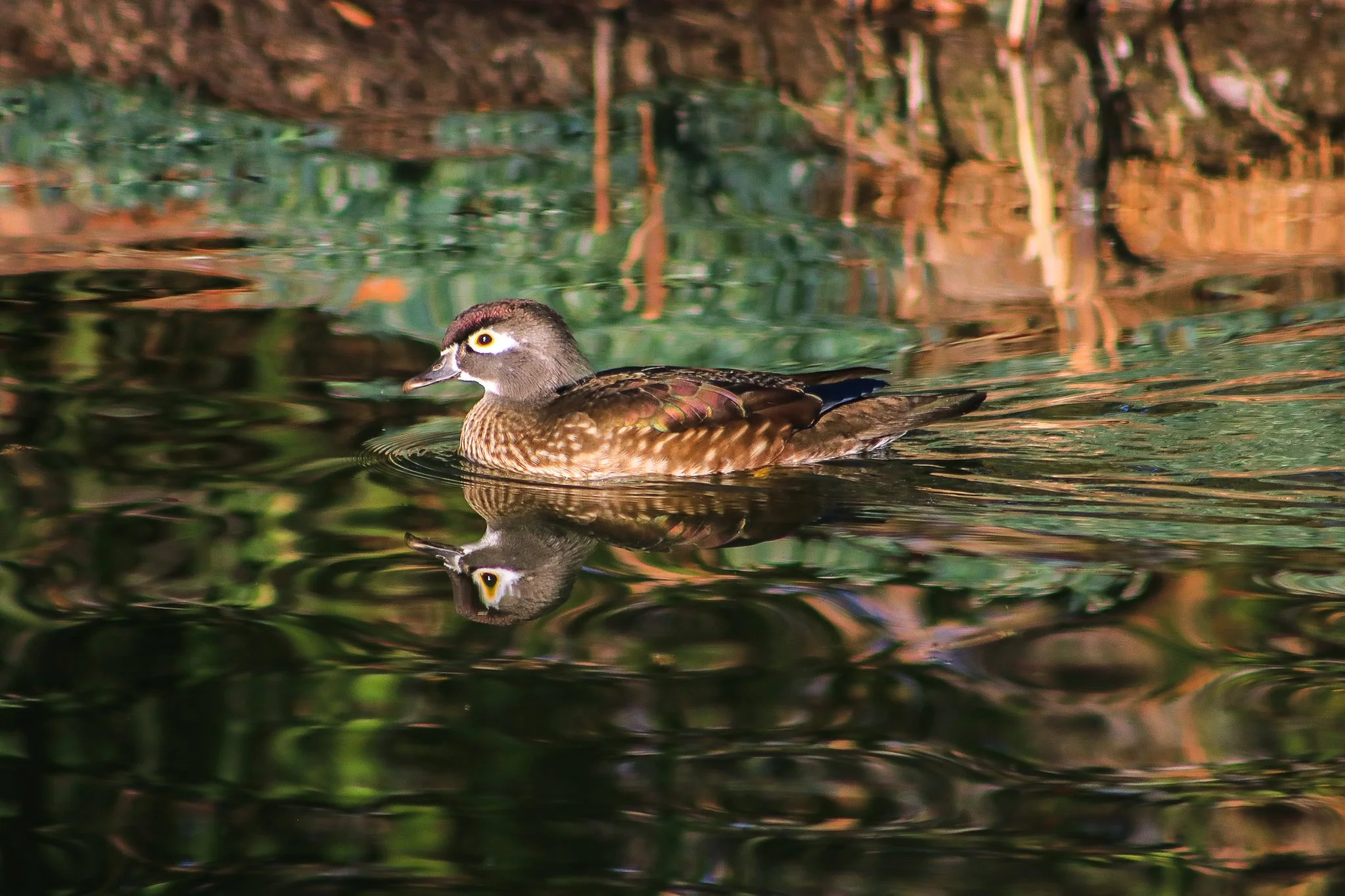 Wood Duck // Aix sponsa