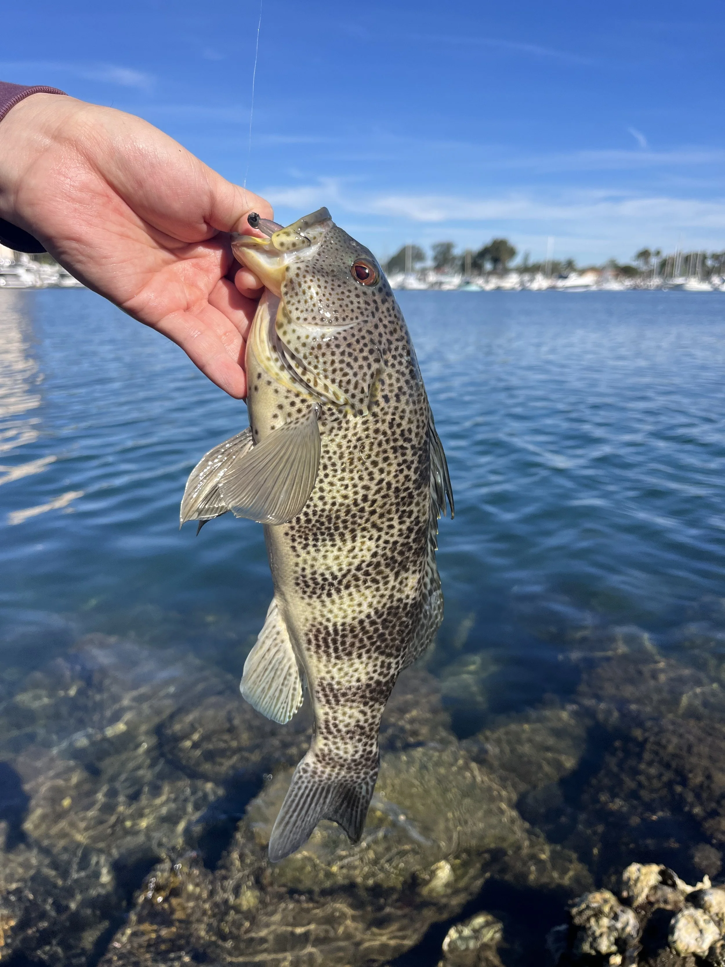 Paralabrax maculatofasciatus // Spotted Sand Bass