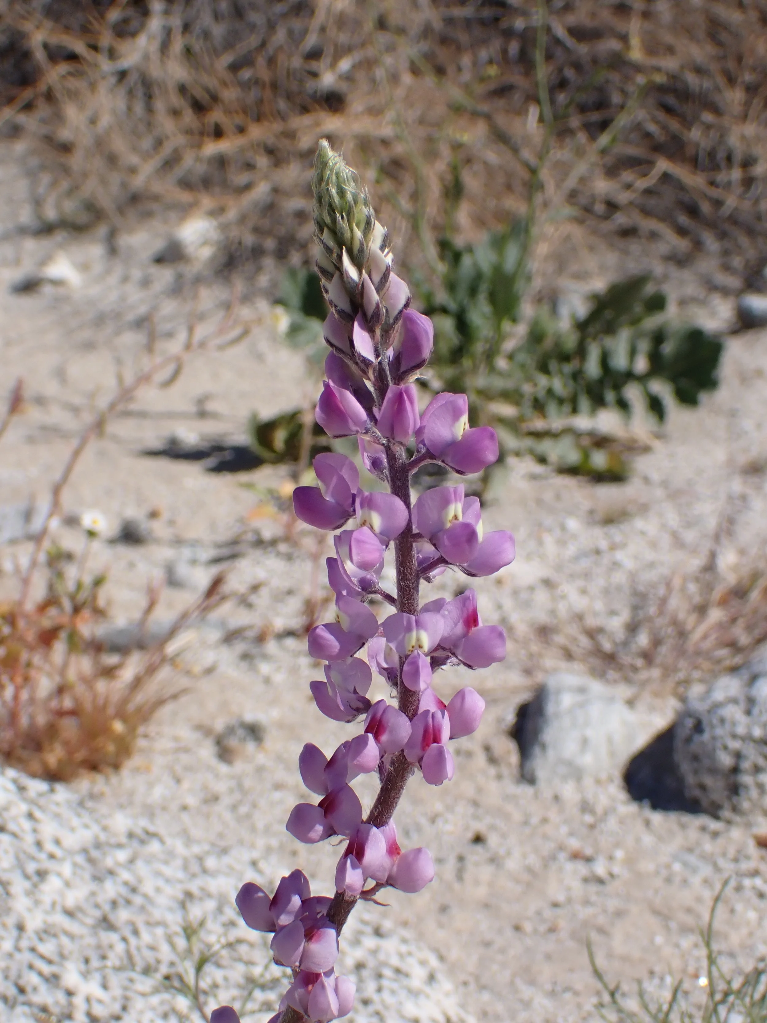 Lupinus arizonicus // Arizona Lupine