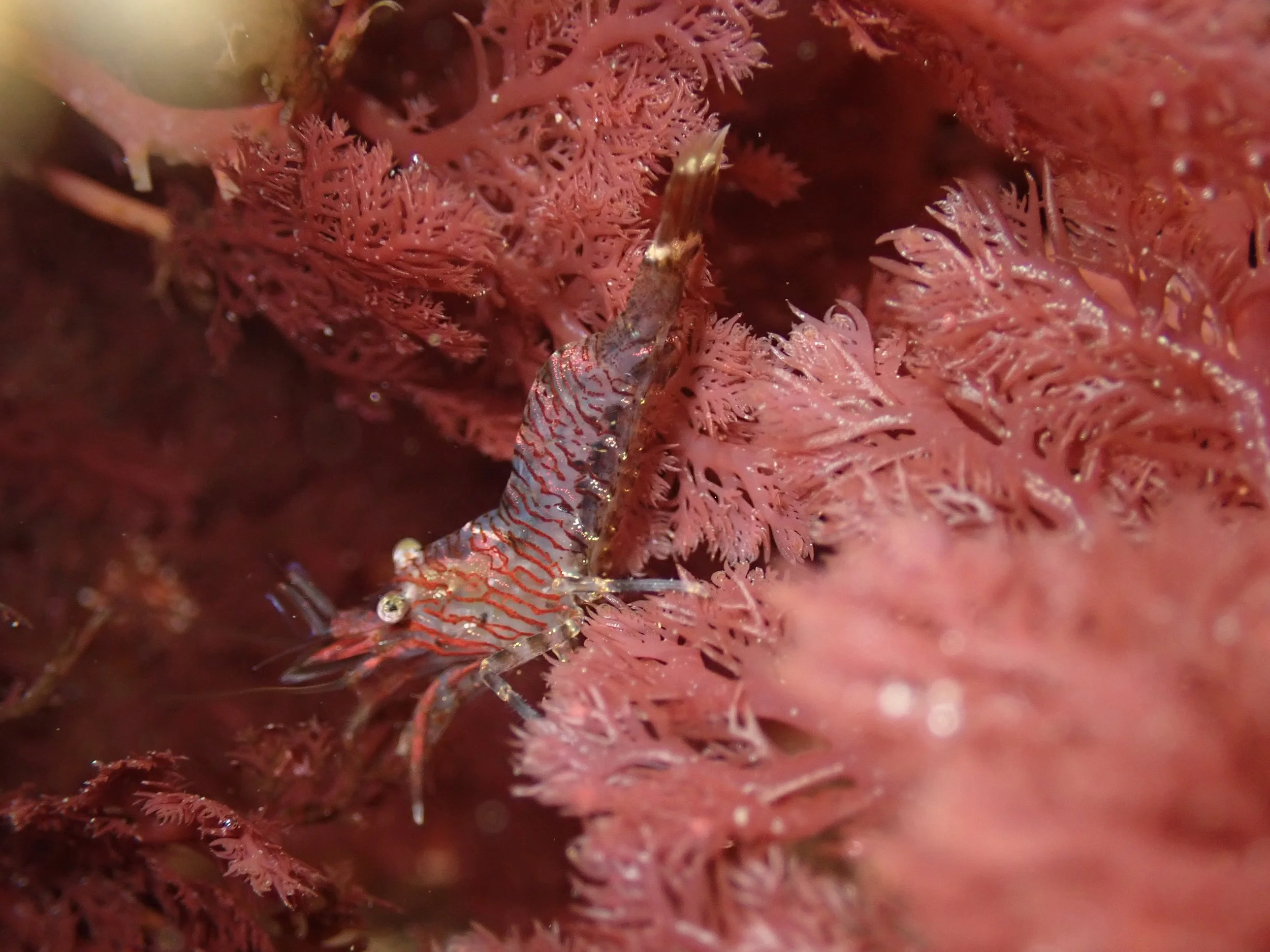 Heptacarpus sitchensis // Red-banded Transparent Shrimp