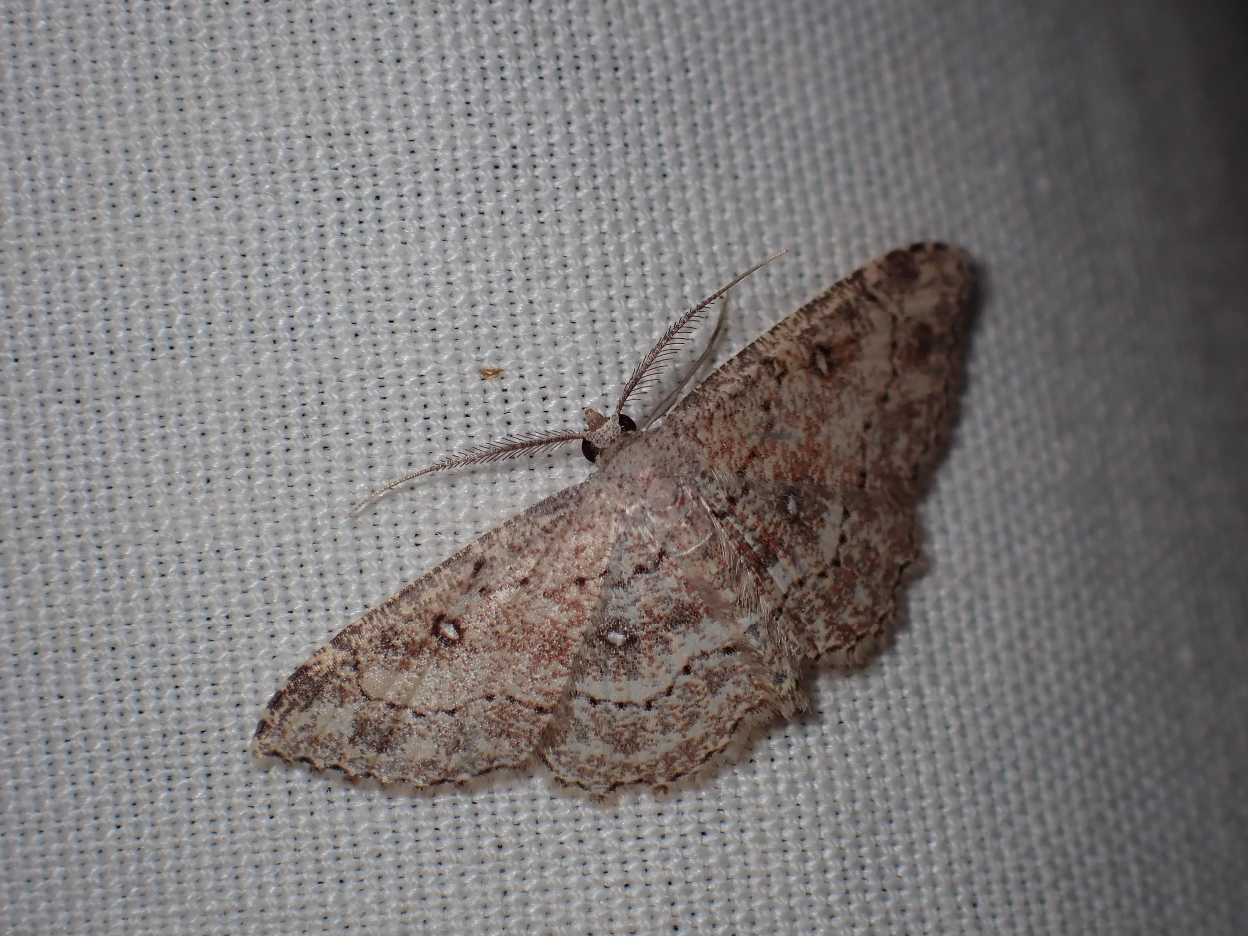 Cyclophora nanaria // Dwarf Tawny Wave